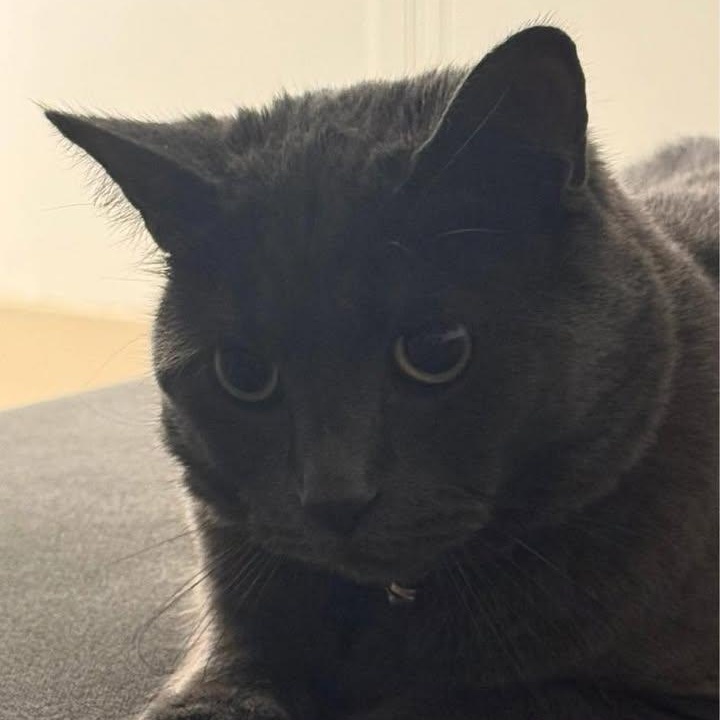 Milo ( courtesy post), Adopted, Adult Male Domestic Short Hair.