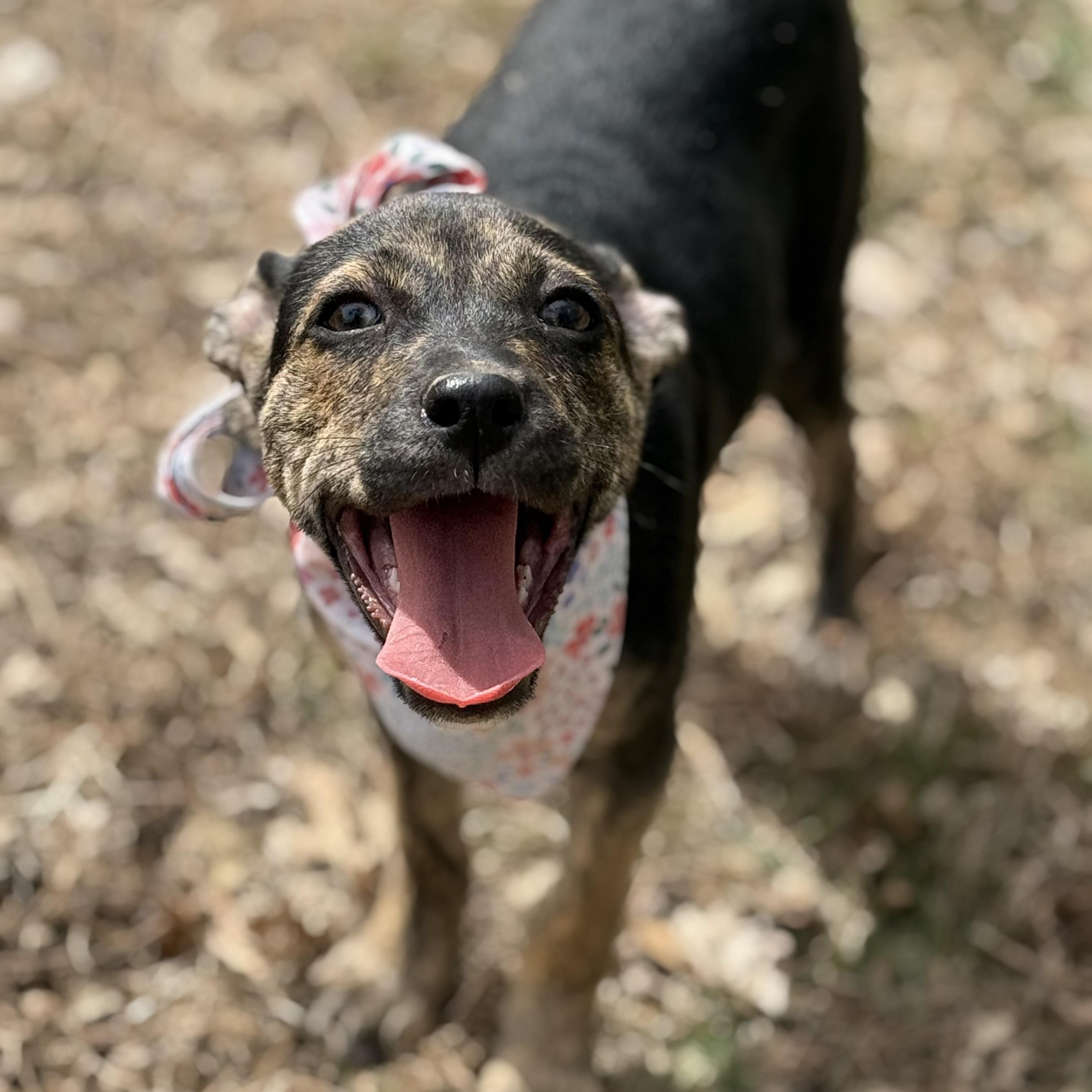 Enlarge Pippa, a Adoptable mixed breed in Dubuque, IA image 3/6