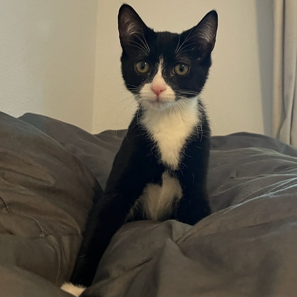 Wendy, a Adoptable Tuxedo in Springfield, OR image 4/4