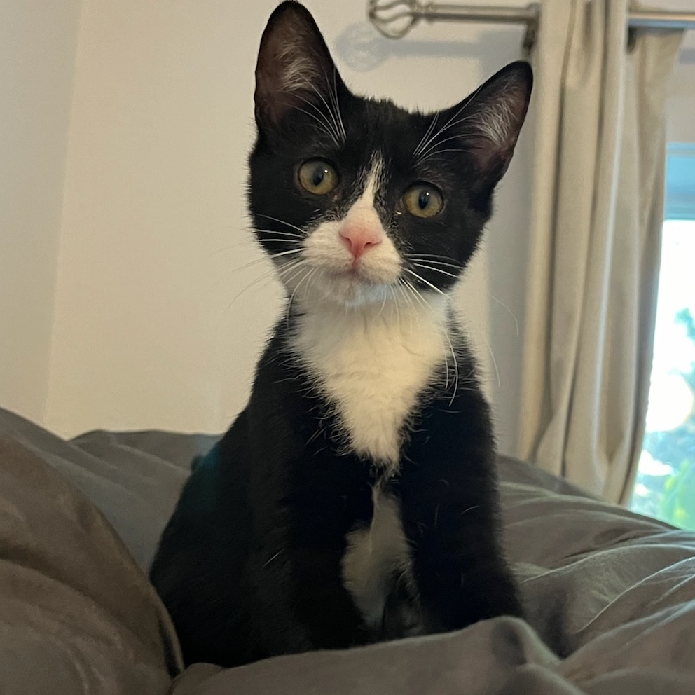 Wendy, a Adoptable Tuxedo in Springfield, OR image 3/4