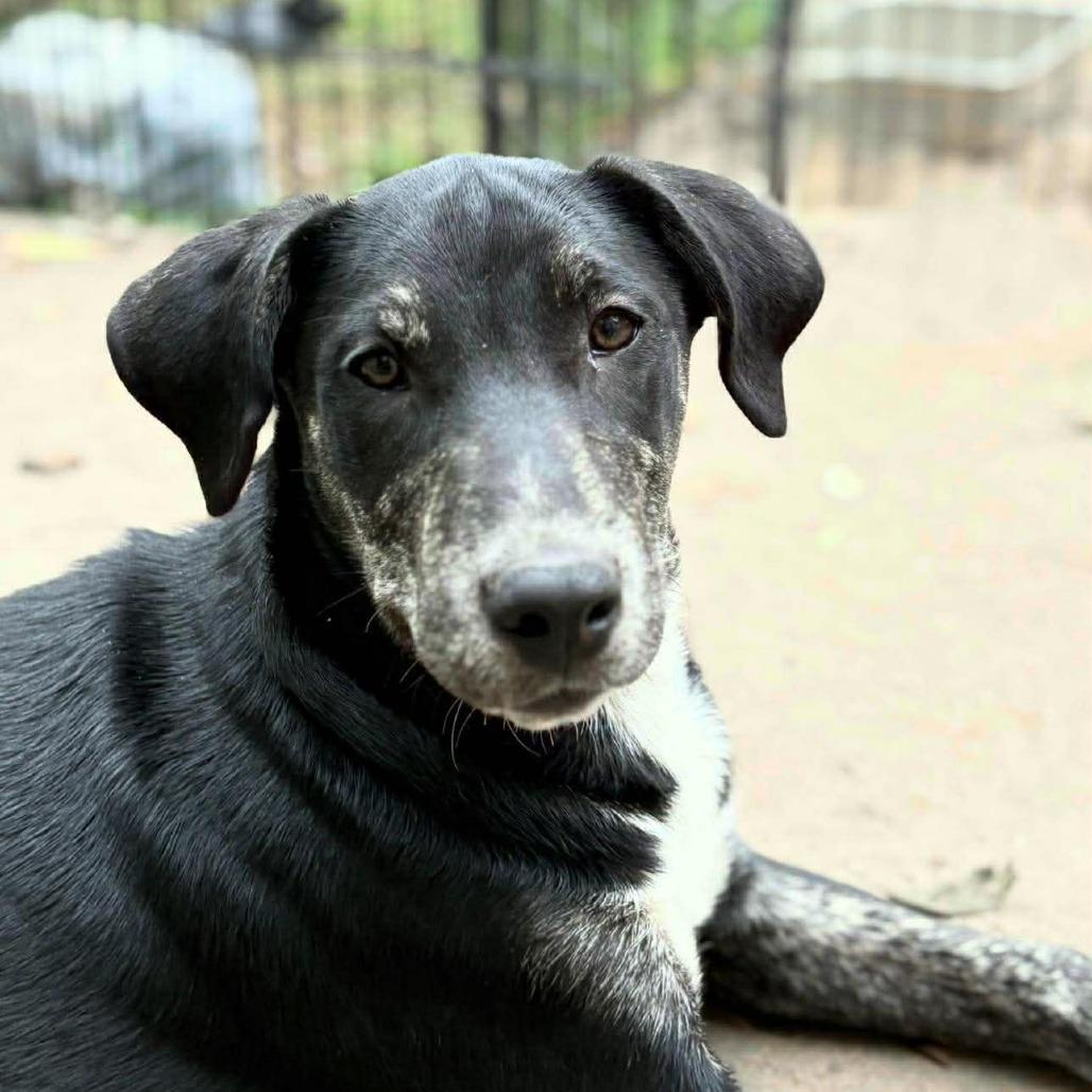 Delete Record, Adoptable, Young Male Black Labrador Retriever.