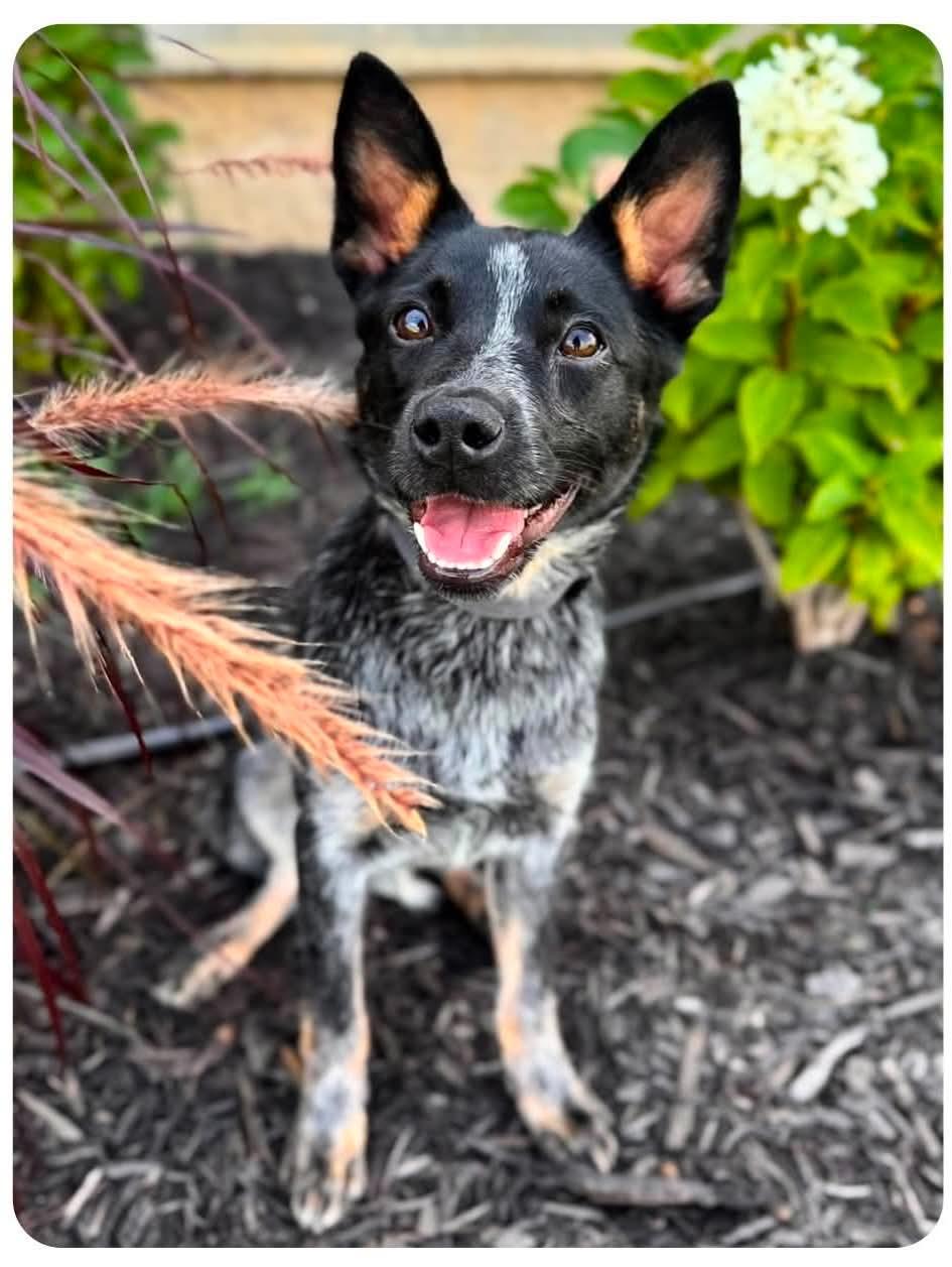 Ladybug, a Adoptable Australian Cattle Dog / Blue Heeler in Richmond, KY image 1/3