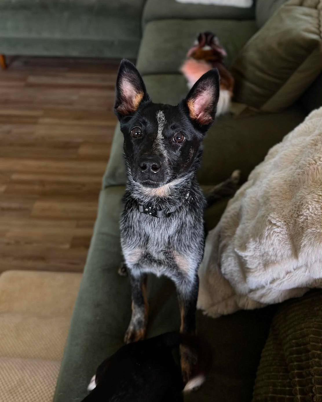 Enlarge Ladybug, a Adoptable Australian Cattle Dog / Blue Heeler in Richmond, KY image 3/6