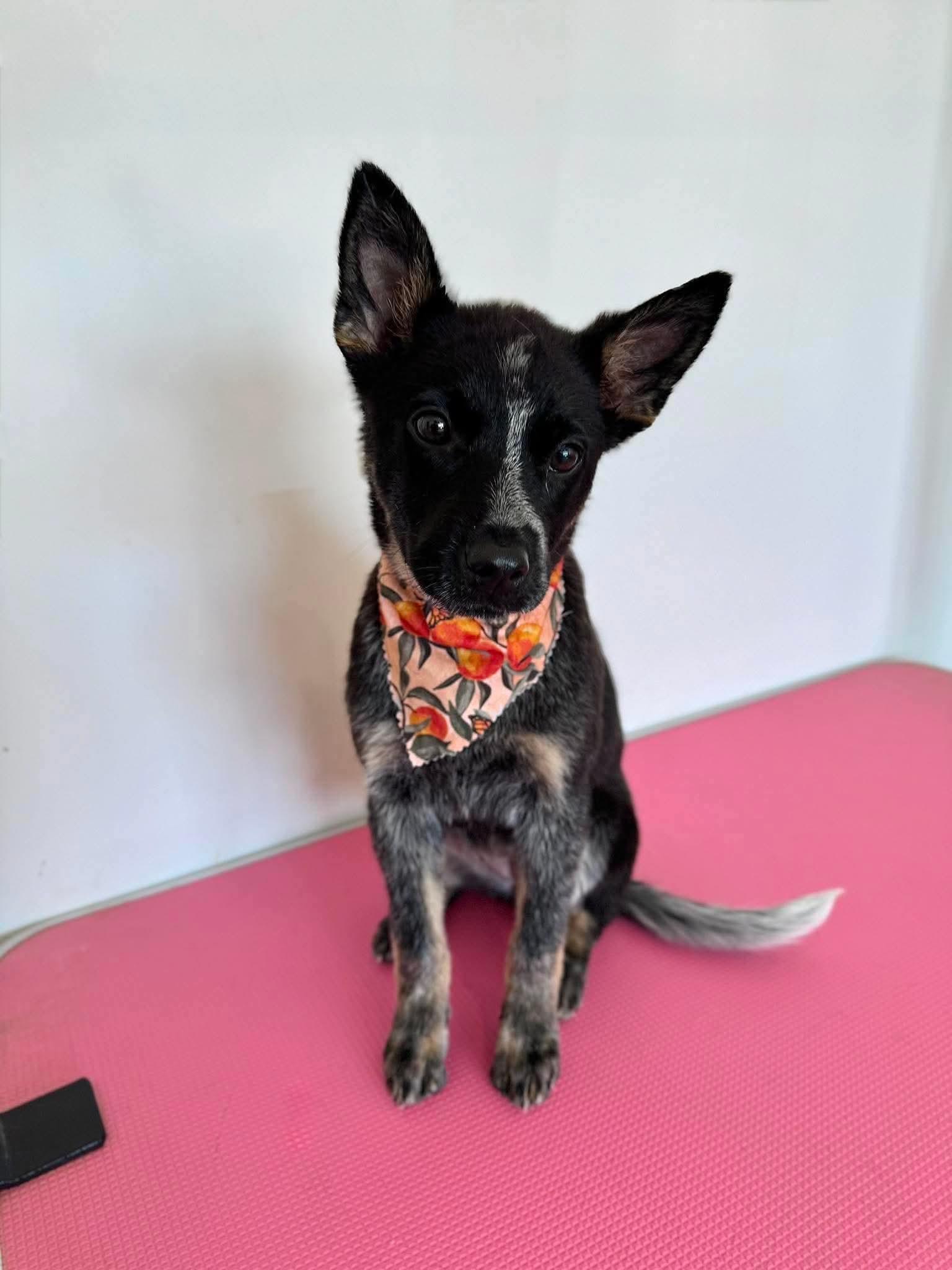Ladybug, a Adoptable Australian Cattle Dog / Blue Heeler in Richmond, KY image 2/3