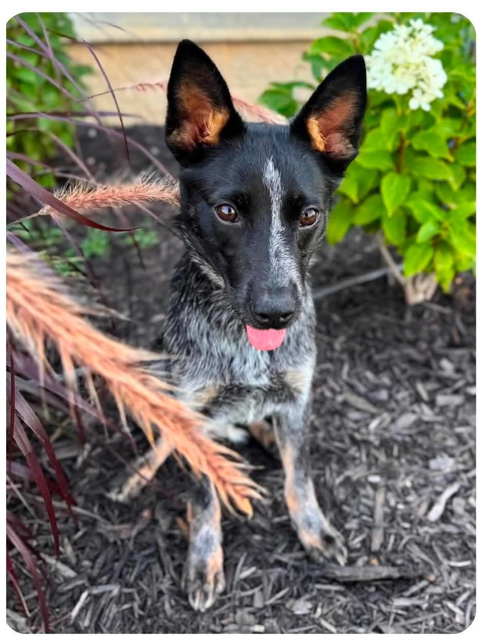 Ladybug, a Adoptable Australian Cattle Dog / Blue Heeler in Richmond, KY image 3/3