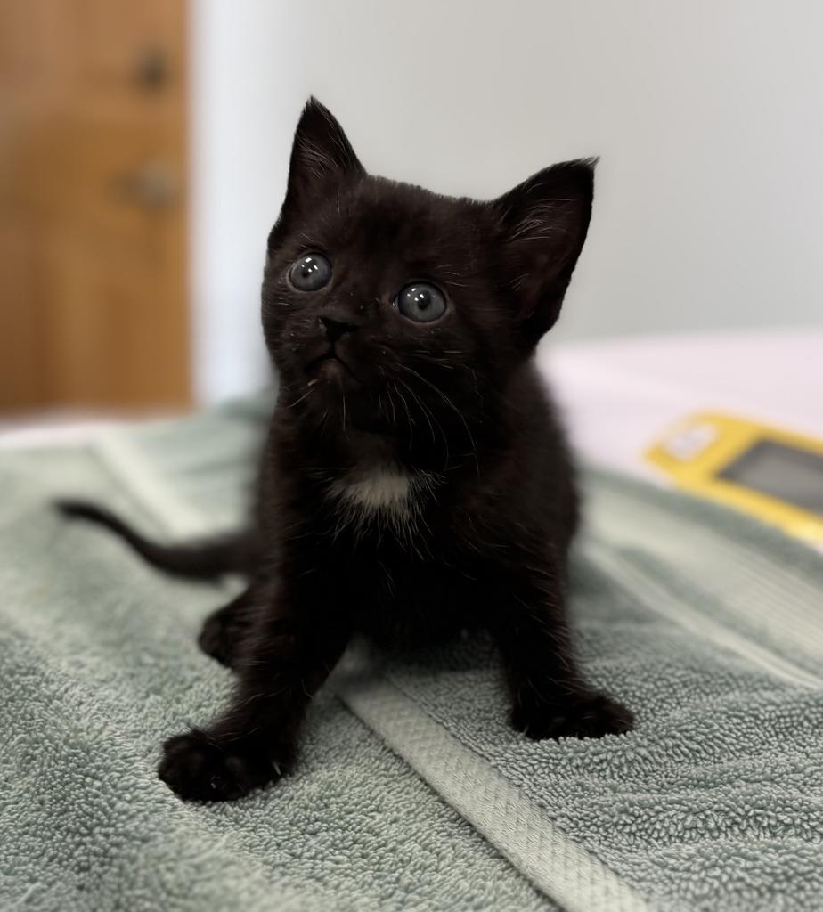 Vixen, Adopted, Kitten Female Domestic Short Hair.