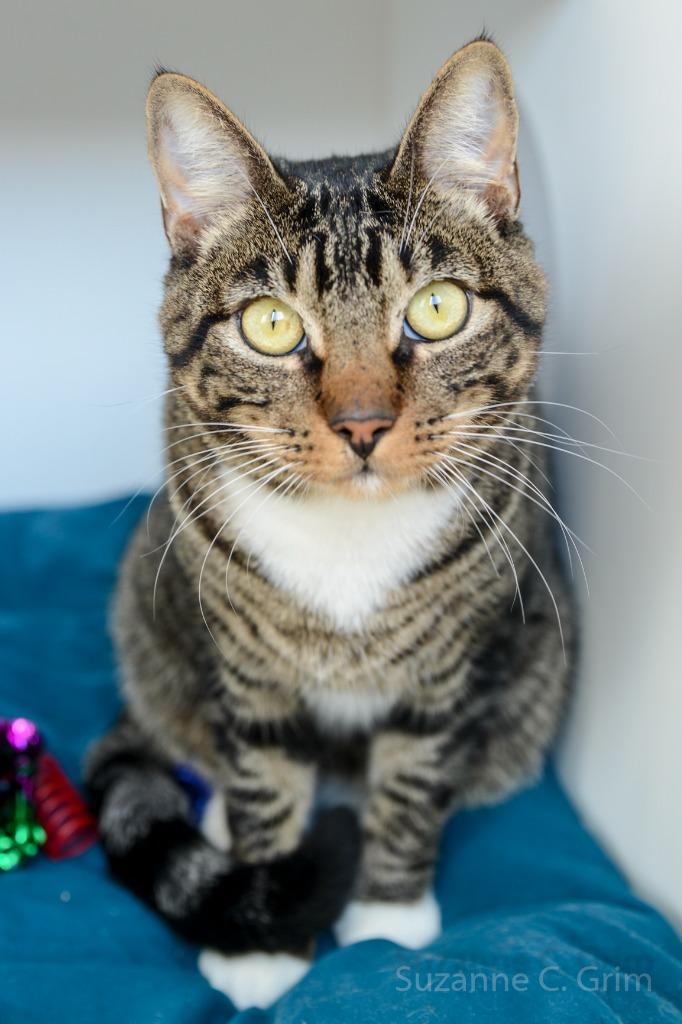 Mittens photo 3