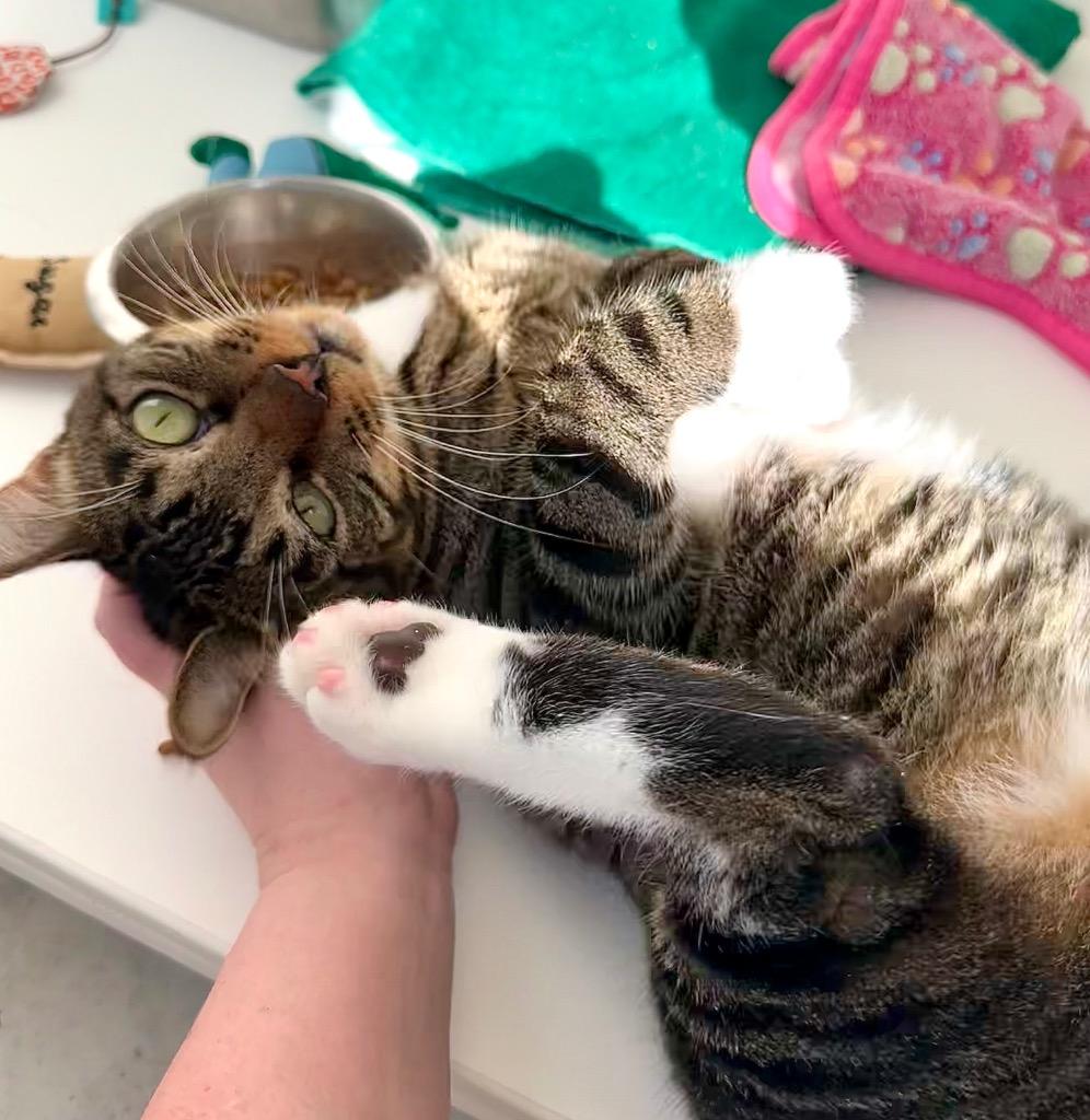 Mittens, Young Male unknown