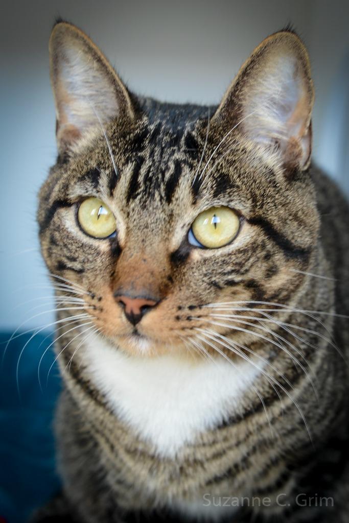 Mittens photo 4