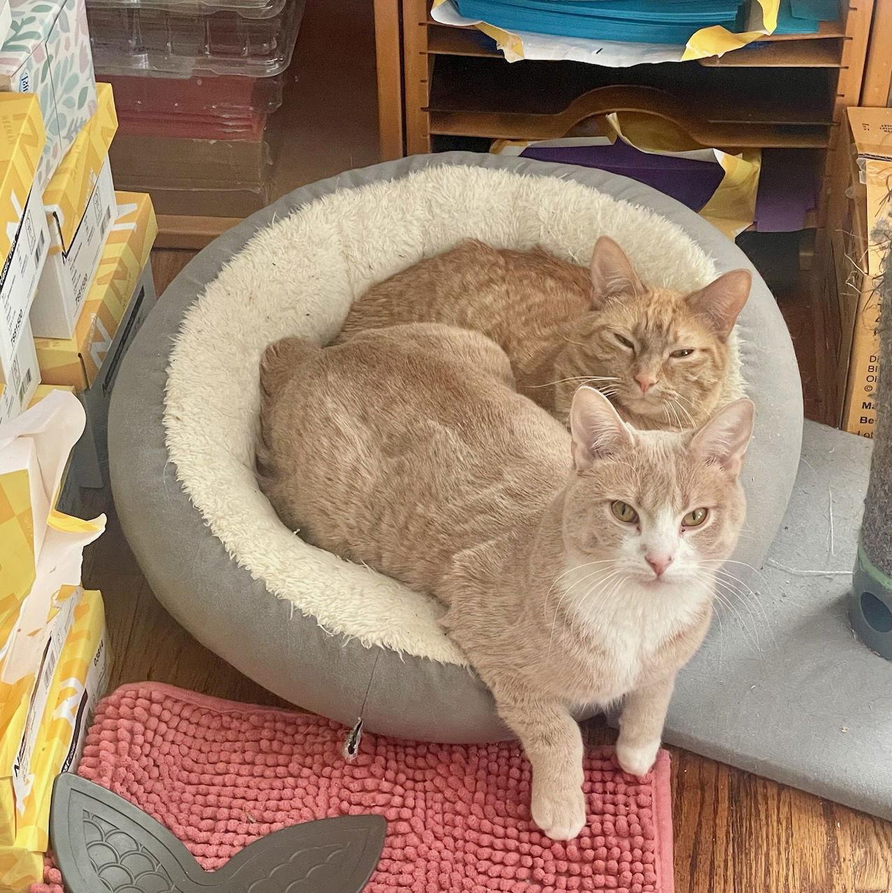 Kramer & George, ADOPTABLE, Adult Male Domestic Short Hair.