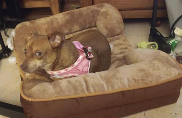 Alice Rose, Adoptable, Young Female Jack Russell Terrier & Chihuahua.