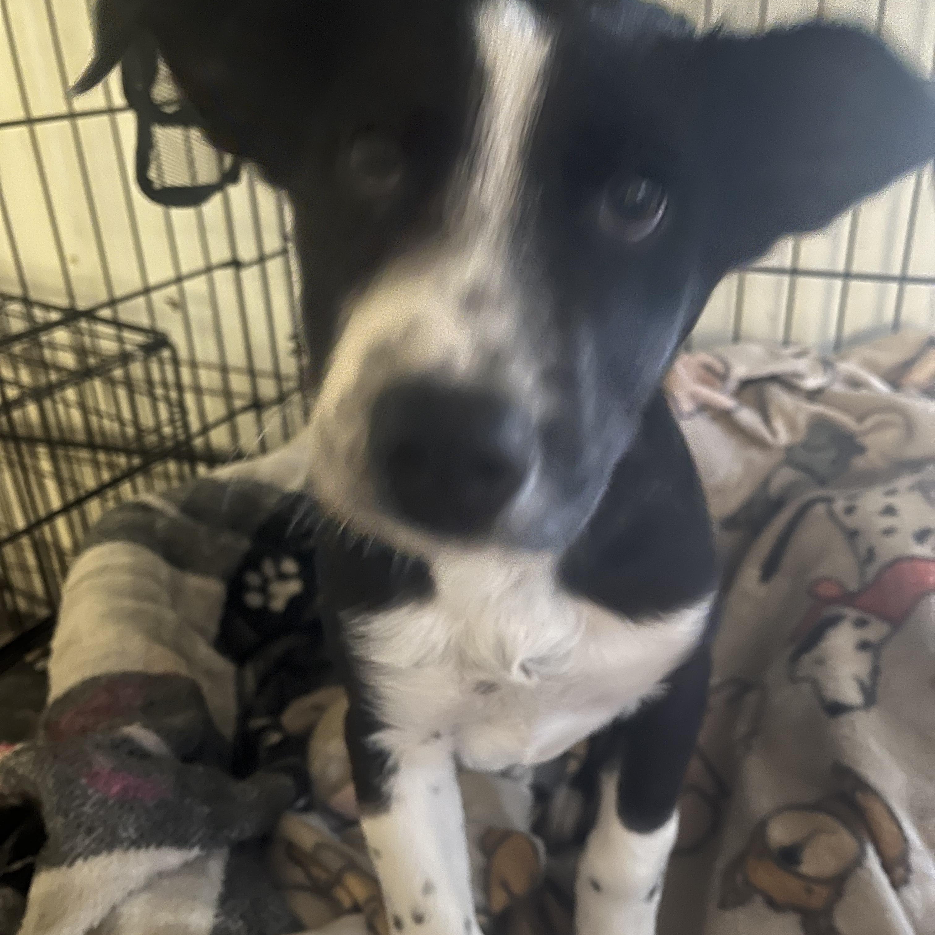 Jeremiah, Adoptable, Puppy Male Cattle Dog.