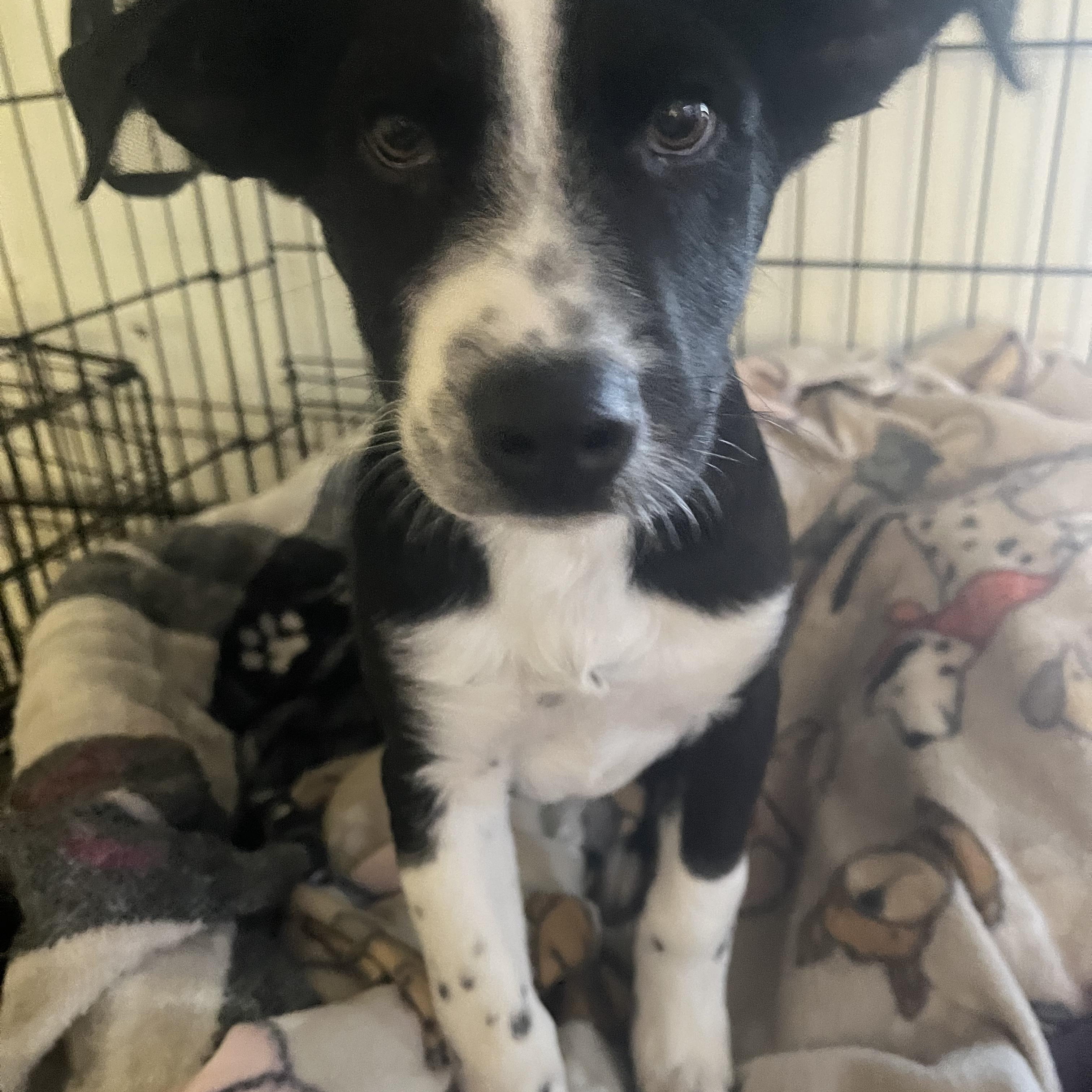 Jeremiah, a Adoptable Cattle Dog in Tonopah, AZ image 2/2