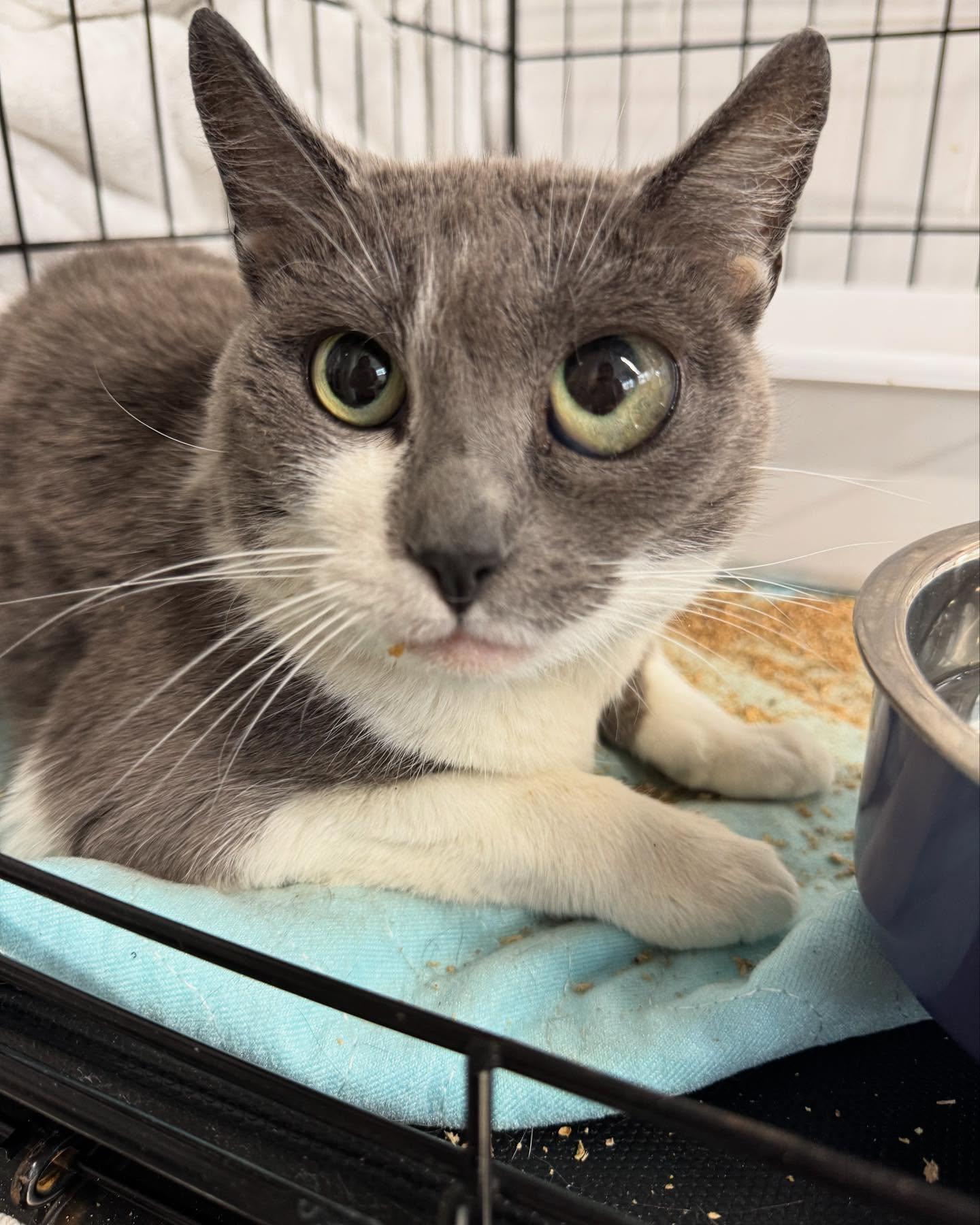 Enlarge Lisa Left Eye (FeLV+), a Adoptable Domestic Short Hair in Levittown, PA image 2/4