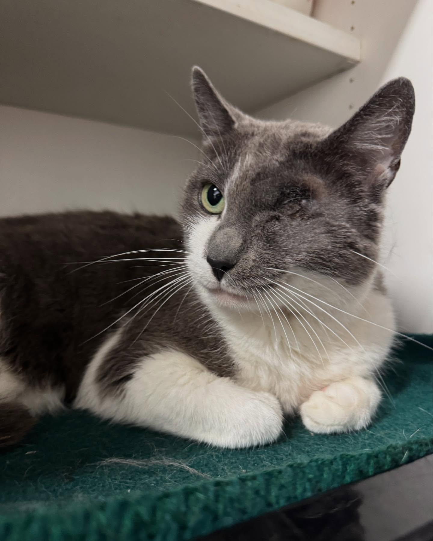 Enlarge Lisa Left Eye (FeLV+), a Adoptable Domestic Short Hair in Levittown, PA image 4/4