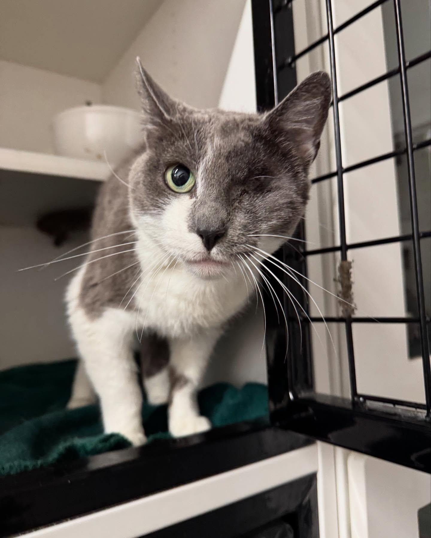 Lisa Left Eye (FeLV+), Adoptable, Adult Female Domestic Short Hair.