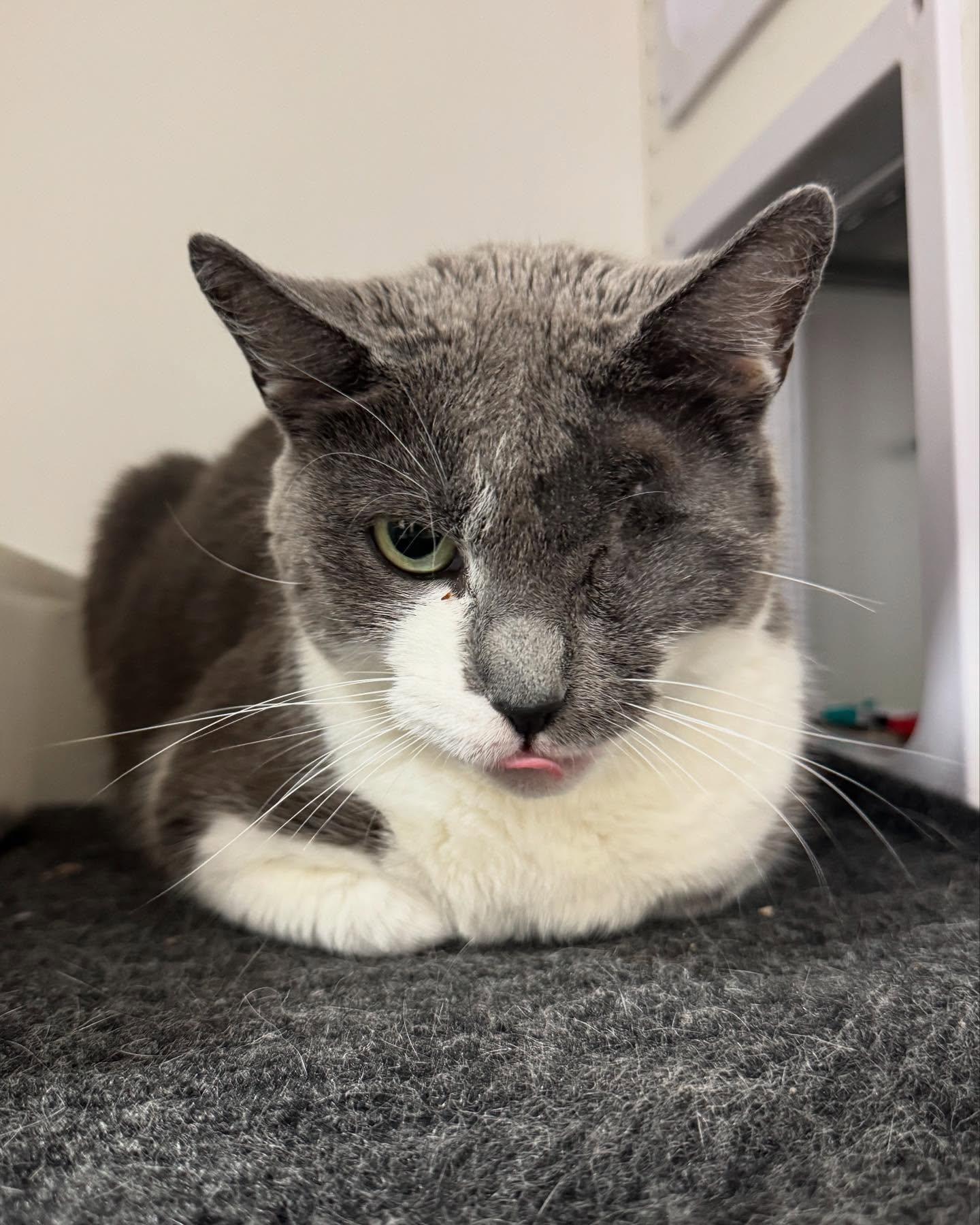 Enlarge Lisa Left Eye (FeLV+), a Adoptable Domestic Short Hair in Levittown, PA image 3/4