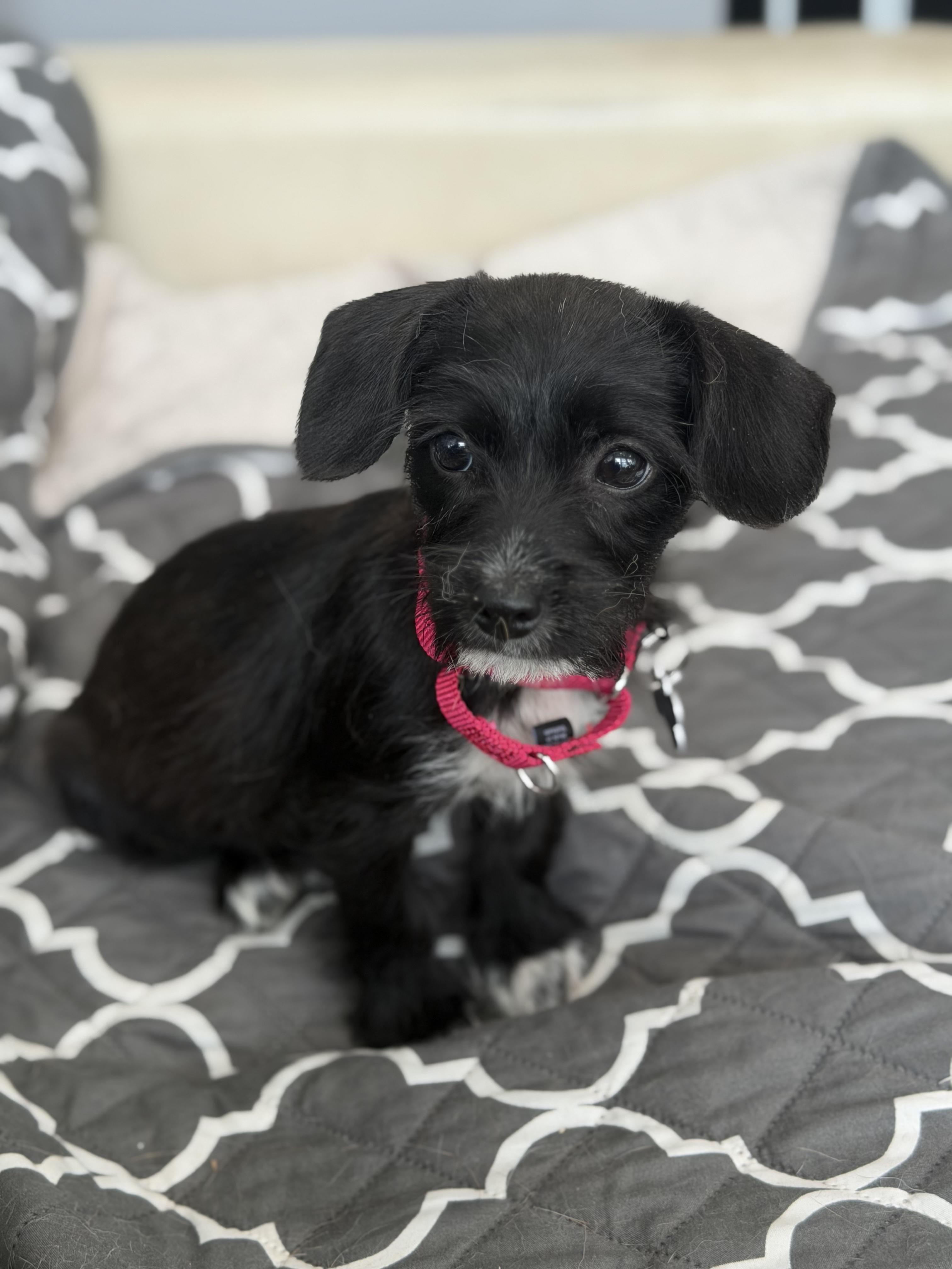 Enlarge Theodora, a ADOPTABLE mixed breed in Mahwah, NJ image 6/6