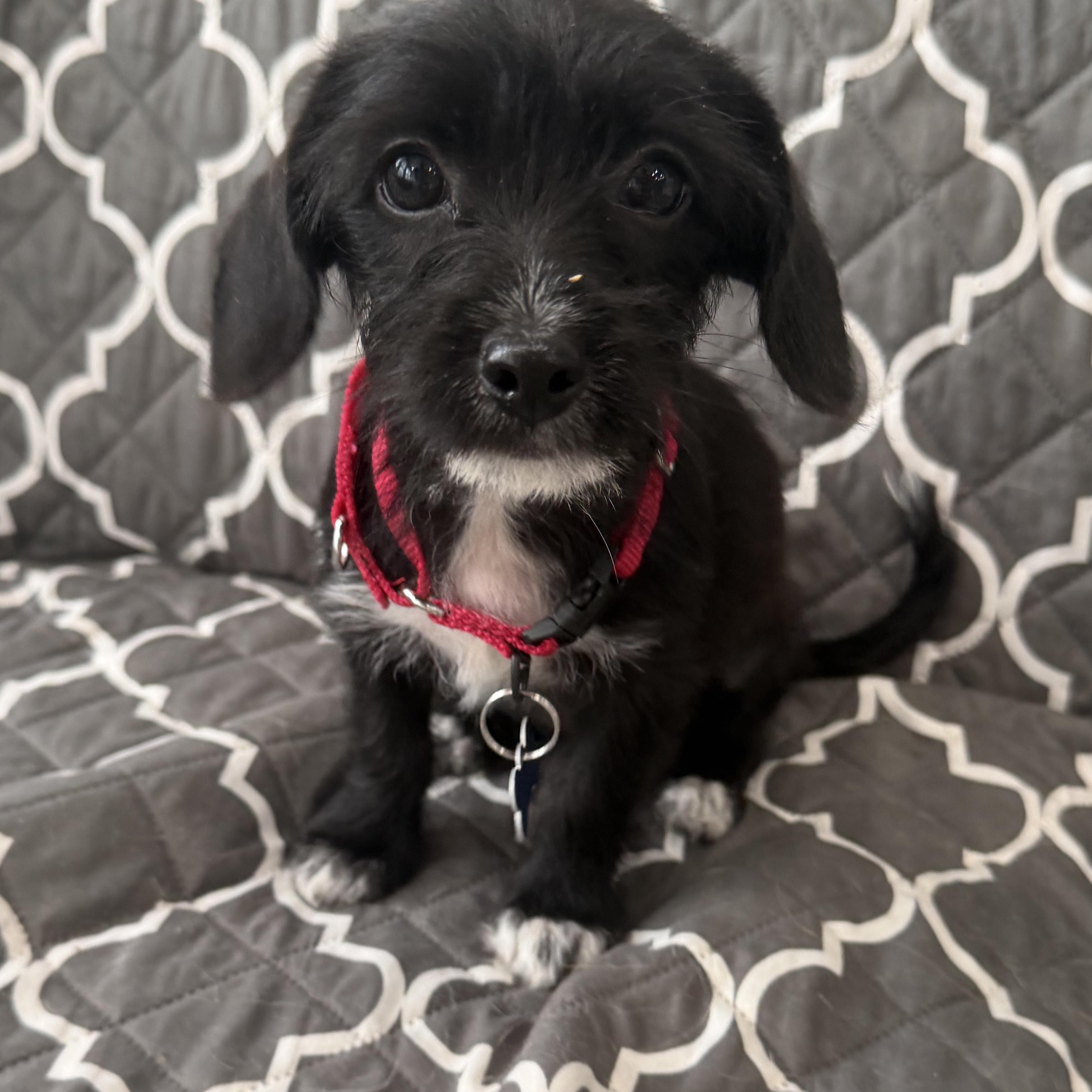 Theodora, ADOPTABLE, Puppy Female Chiweenie & Terrier.