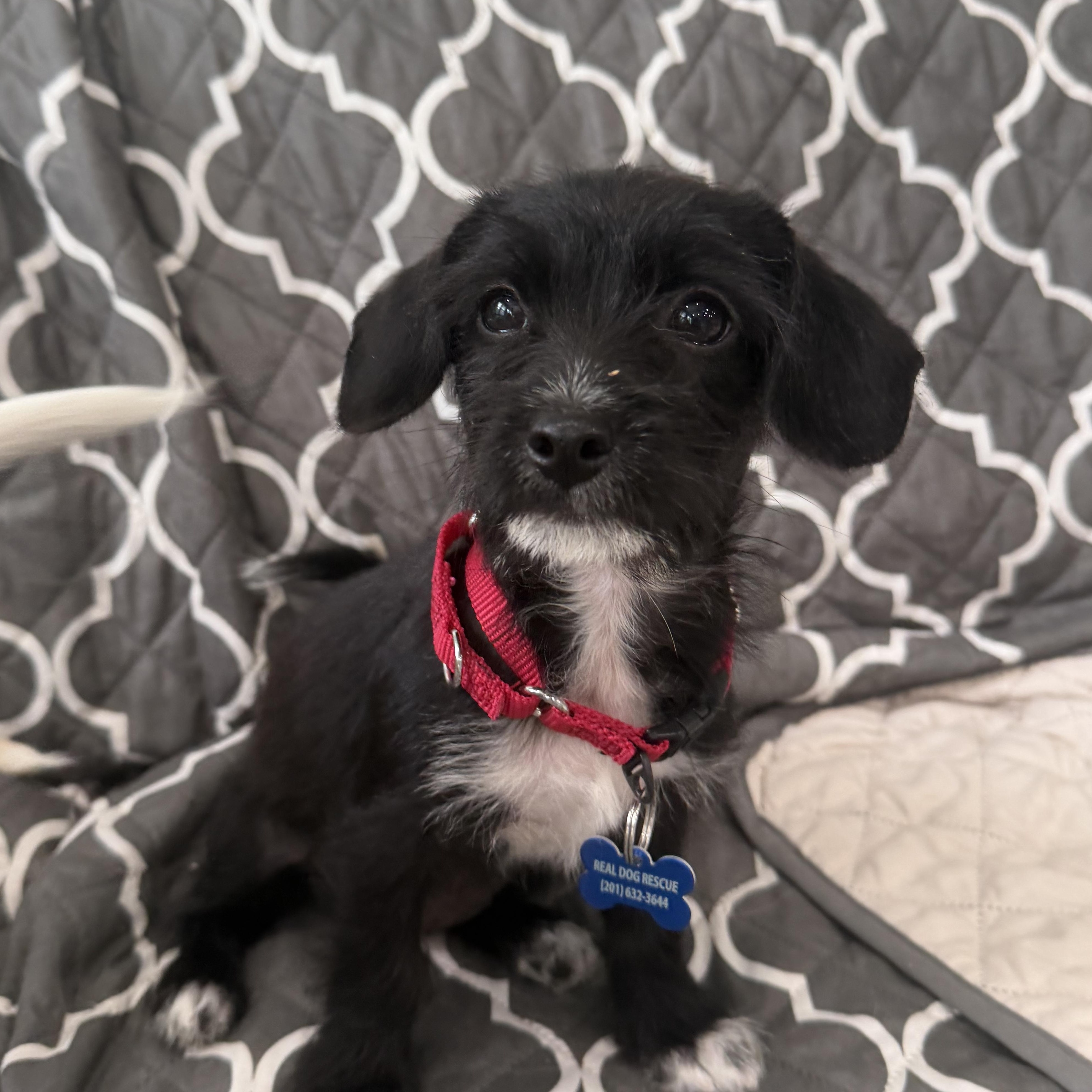 Enlarge Theodora, a ADOPTABLE mixed breed in Mahwah, NJ image 3/6