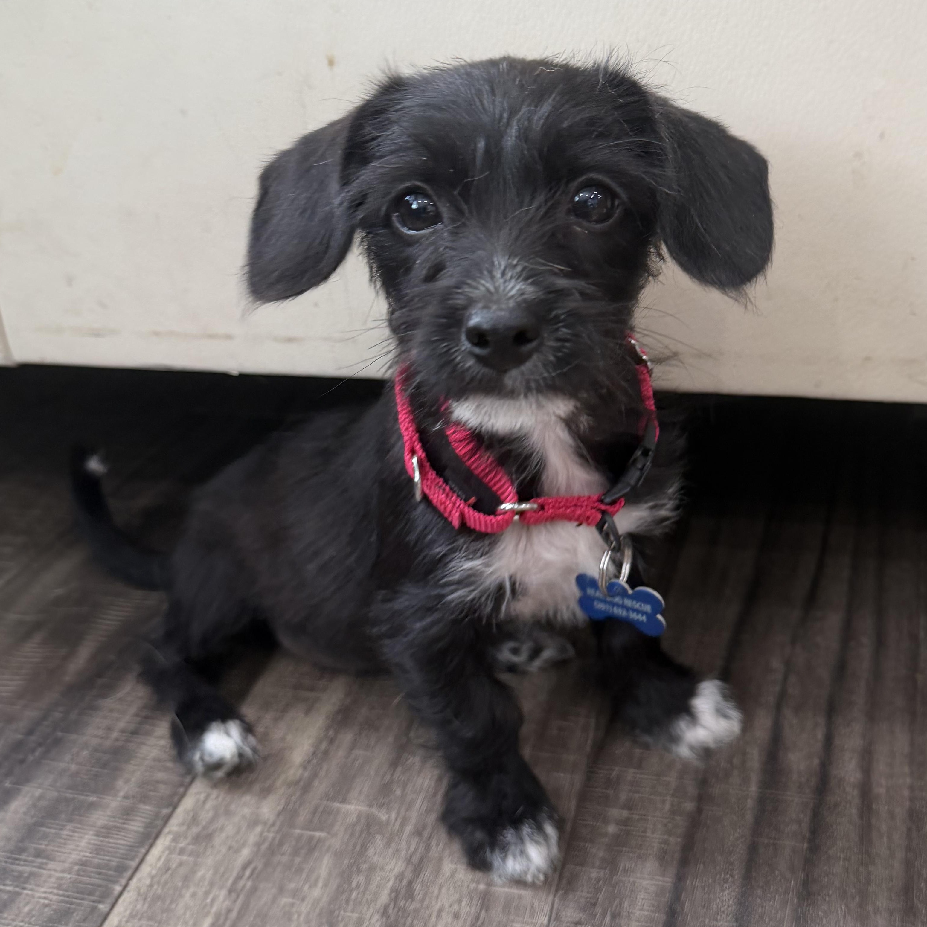 Enlarge Theodora, a ADOPTABLE mixed breed in Mahwah, NJ image 2/6