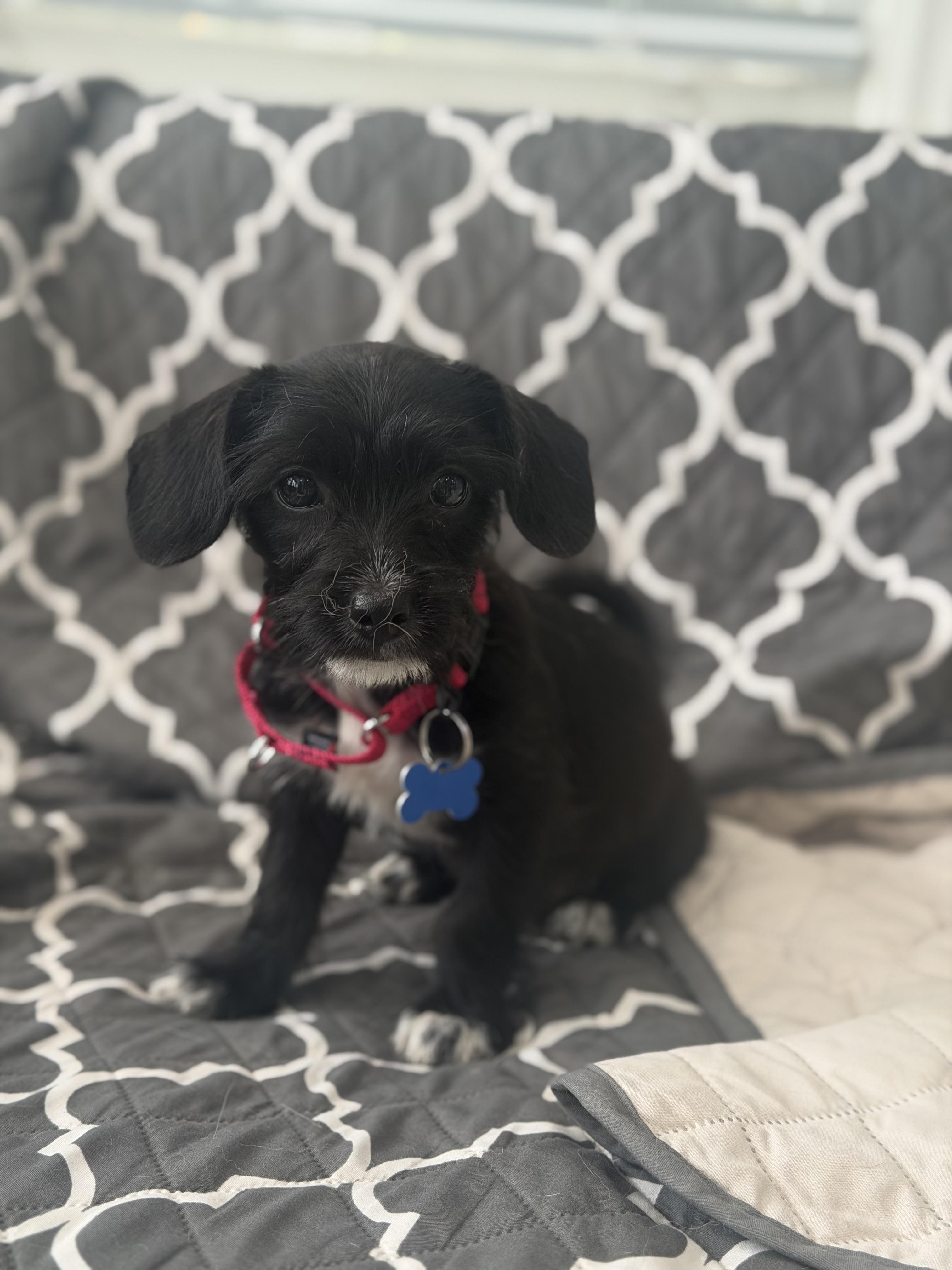 Enlarge Theodora, a ADOPTABLE mixed breed in Mahwah, NJ image 5/6