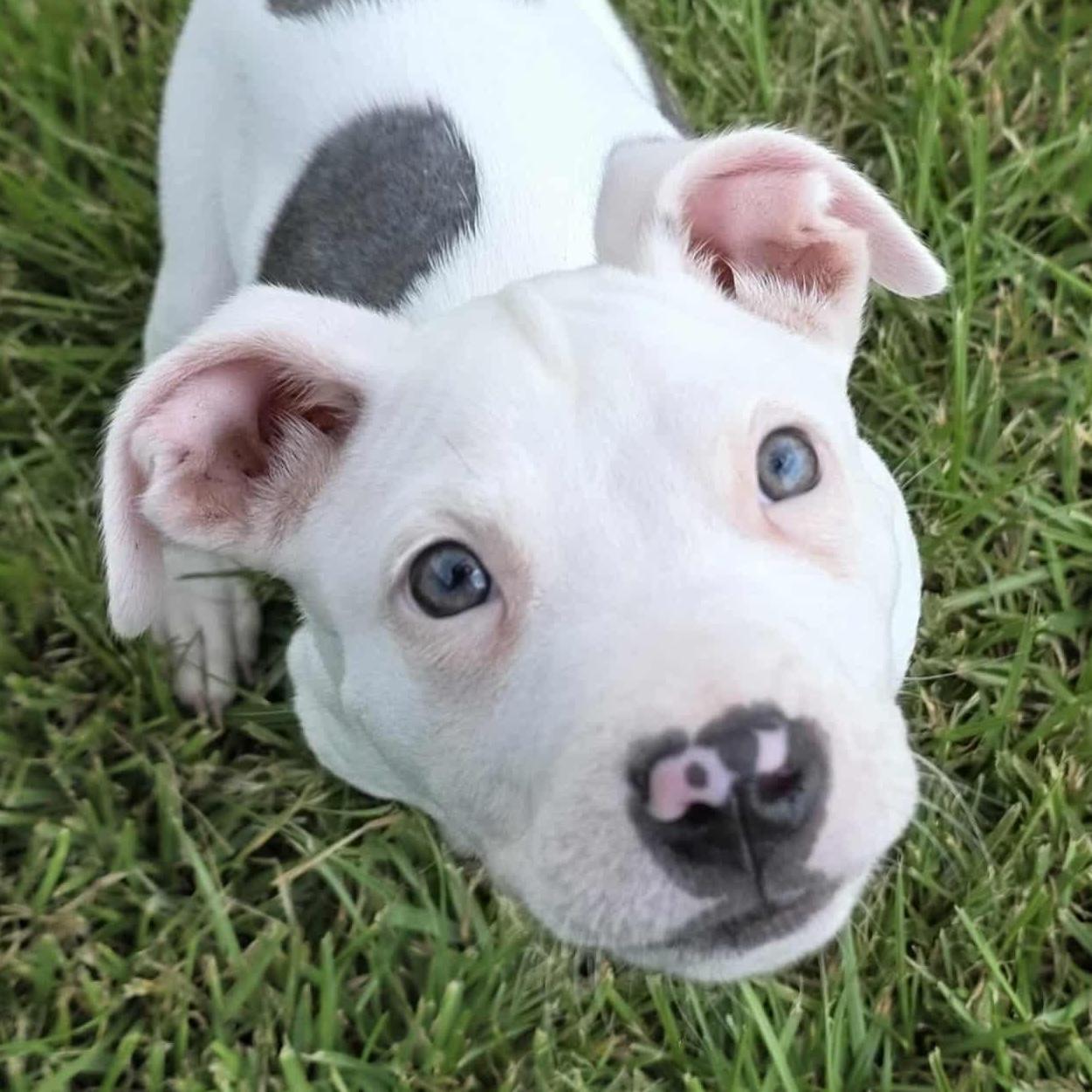 Enlarge Sassy, an adopted mixed breed in Bryan, TX image 3/4