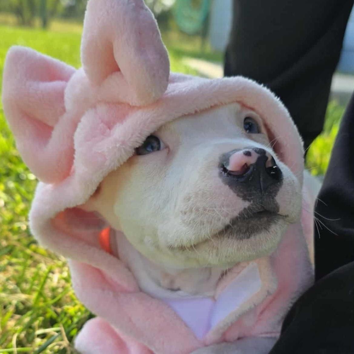 Enlarge Sassy, an adopted mixed breed in Bryan, TX image 4/4