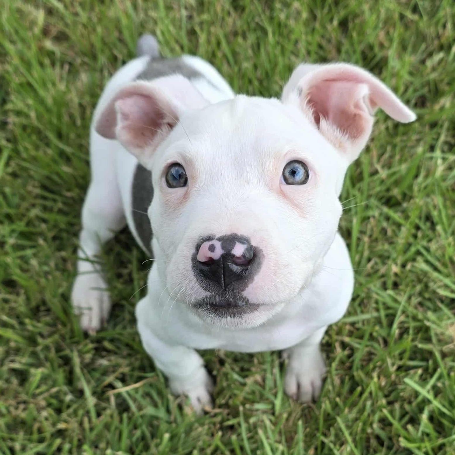 Enlarge Sassy, an adopted mixed breed in Bryan, TX image 1/4