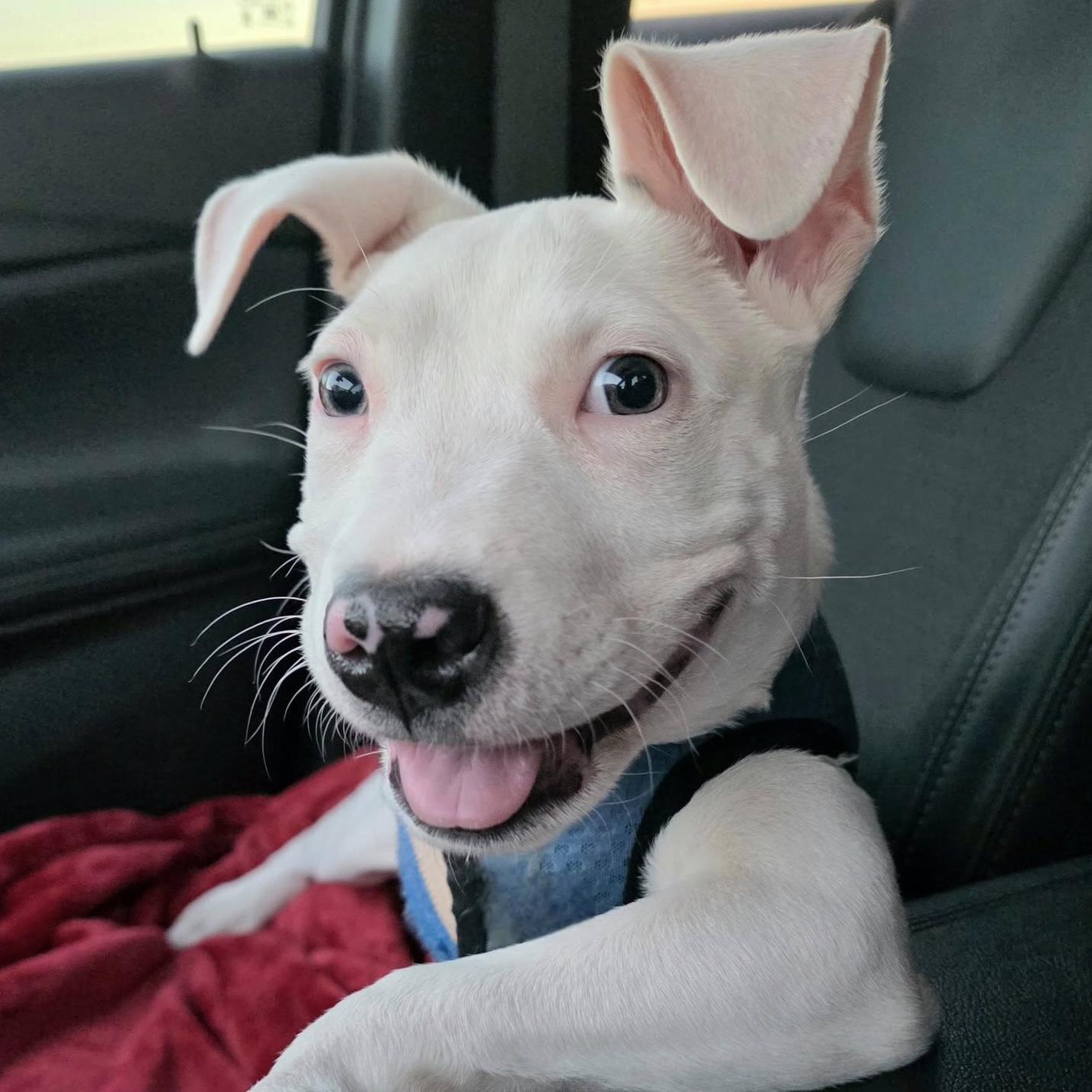 Enlarge Sassy, an adopted mixed breed in Bryan, TX image 2/4