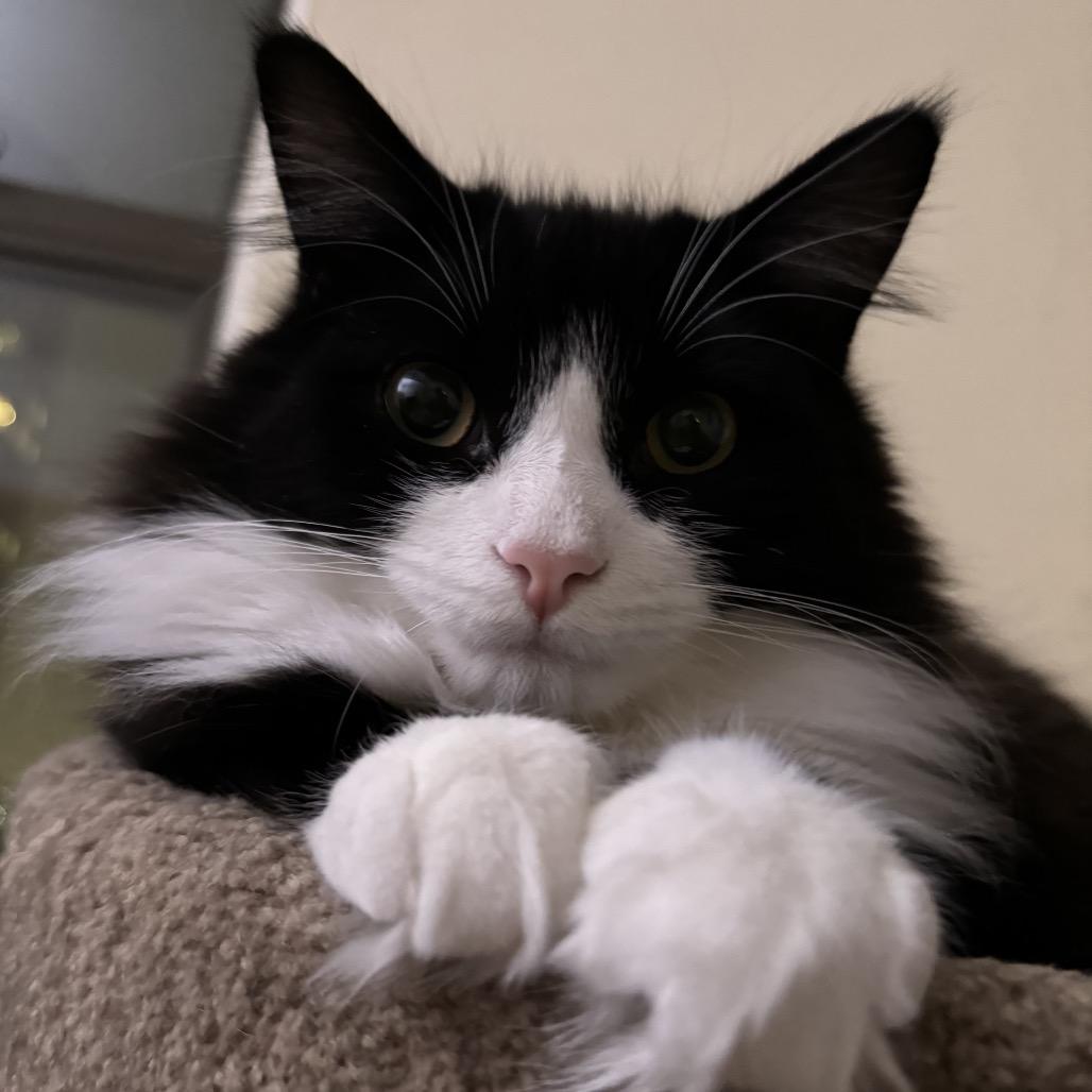 Barney bonded Saks, a Adoptable Domestic Medium Hair in Middle Village, NY image 1/6