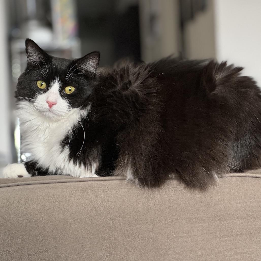 Barney bonded Saks, a Adoptable Domestic Medium Hair in Middle Village, NY image 2/6