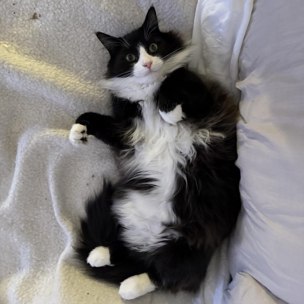 Barney bonded Saks, a Adoptable Domestic Medium Hair in Middle Village, NY image 3/6