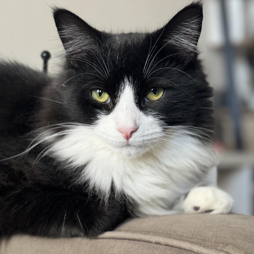 Barney bonded Saks, a Adoptable Domestic Medium Hair in Middle Village, NY image 4/6