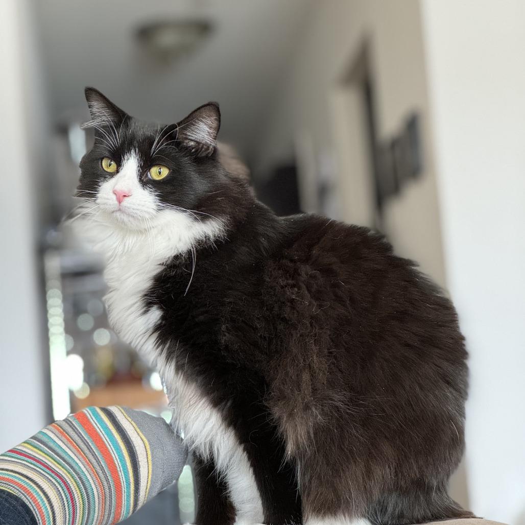 Barney bonded Saks, a Adoptable Domestic Medium Hair in Middle Village, NY image 5/6