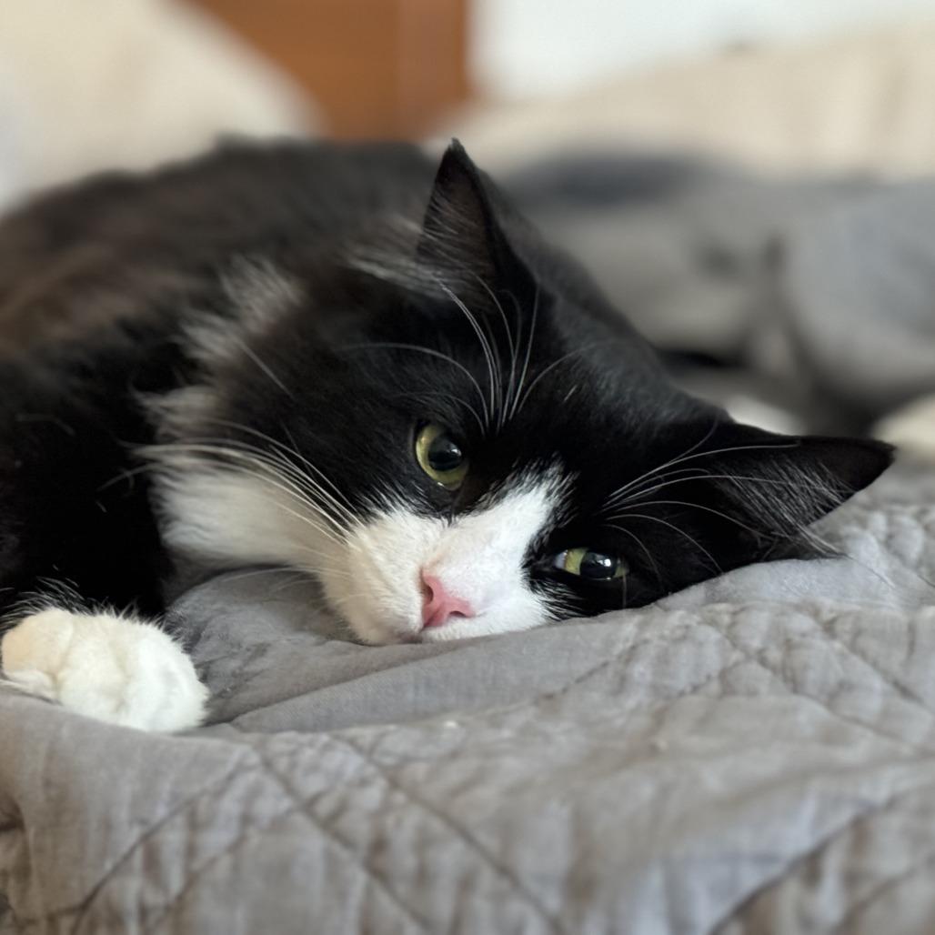Barney bonded Saks, a Adoptable Domestic Medium Hair in Middle Village, NY image 6/6