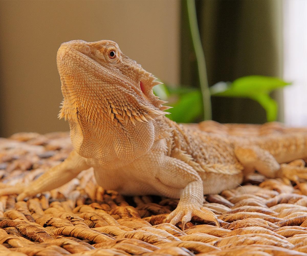 Sploot, Adopted, Young Female Bearded Dragon.