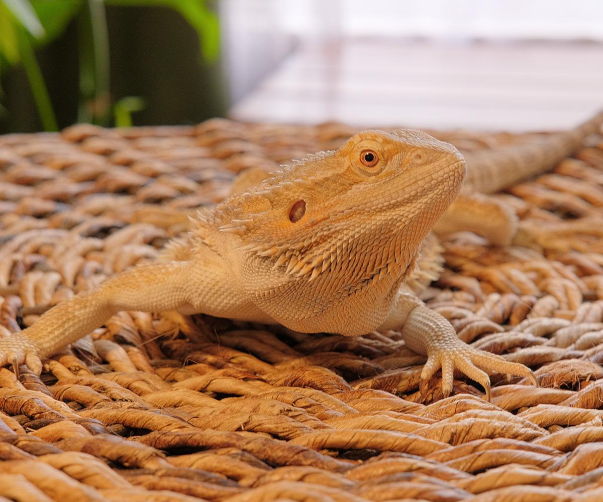 Sploot, a Adopted Bearded Dragon in Greenfield, WI image 2/3