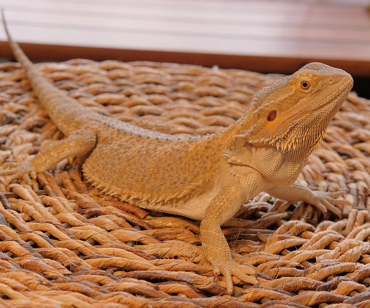 Sploot, a Adopted Bearded Dragon in Greenfield, WI image 3/3