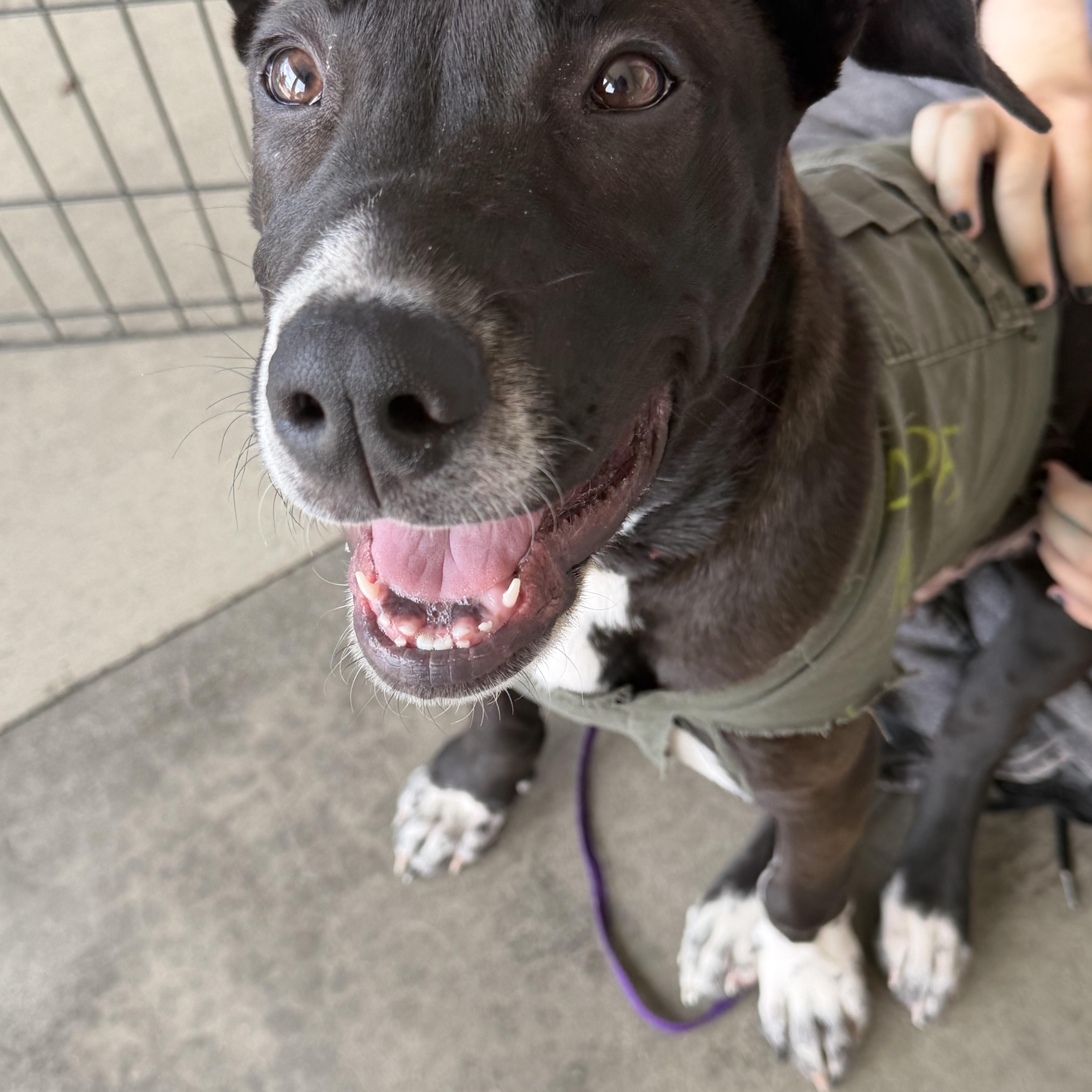 Enlarge Shiloh, a Adoptable mixed breed in Petaluma, CA image 5/6
