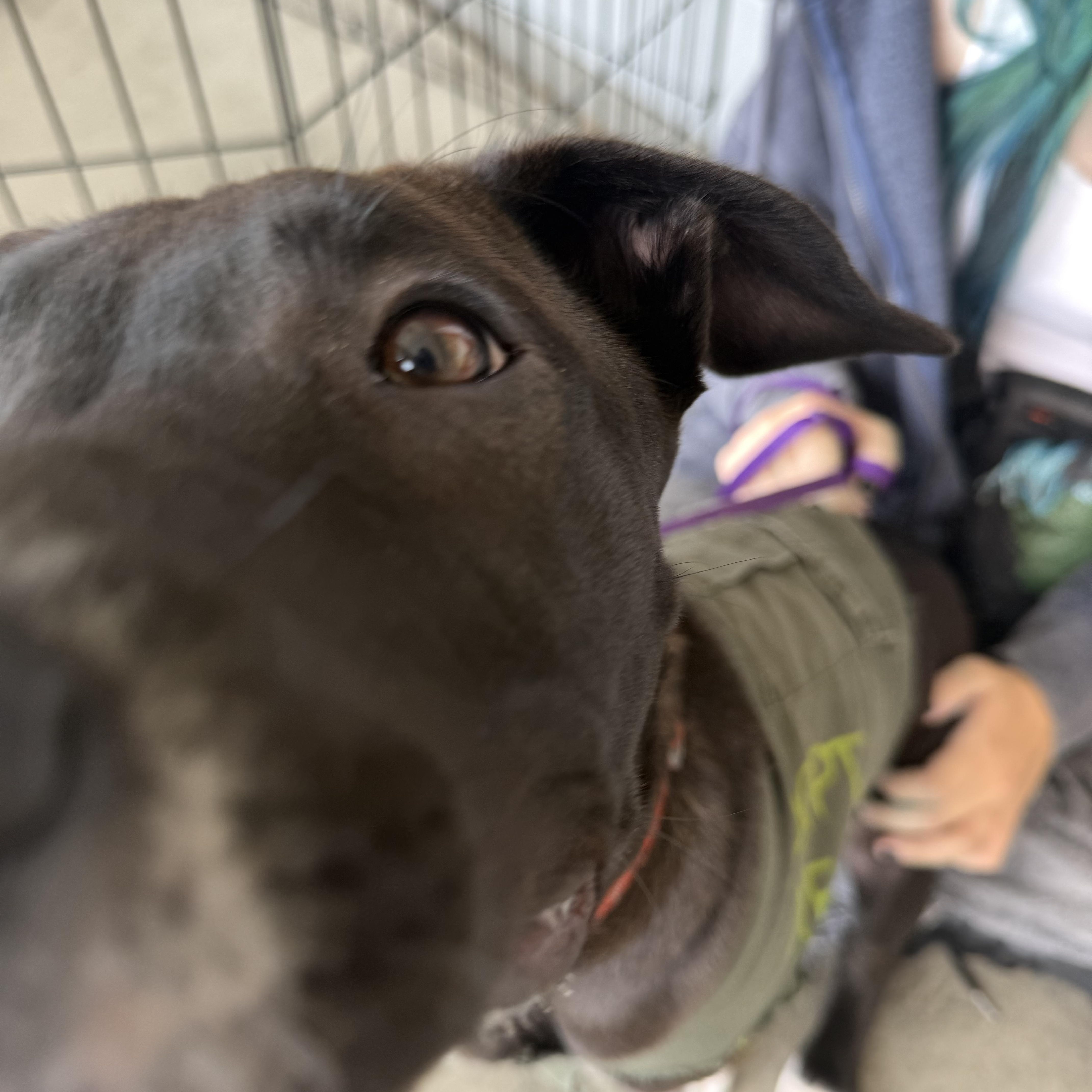 Enlarge Shiloh, a Adoptable mixed breed in Petaluma, CA image 4/6