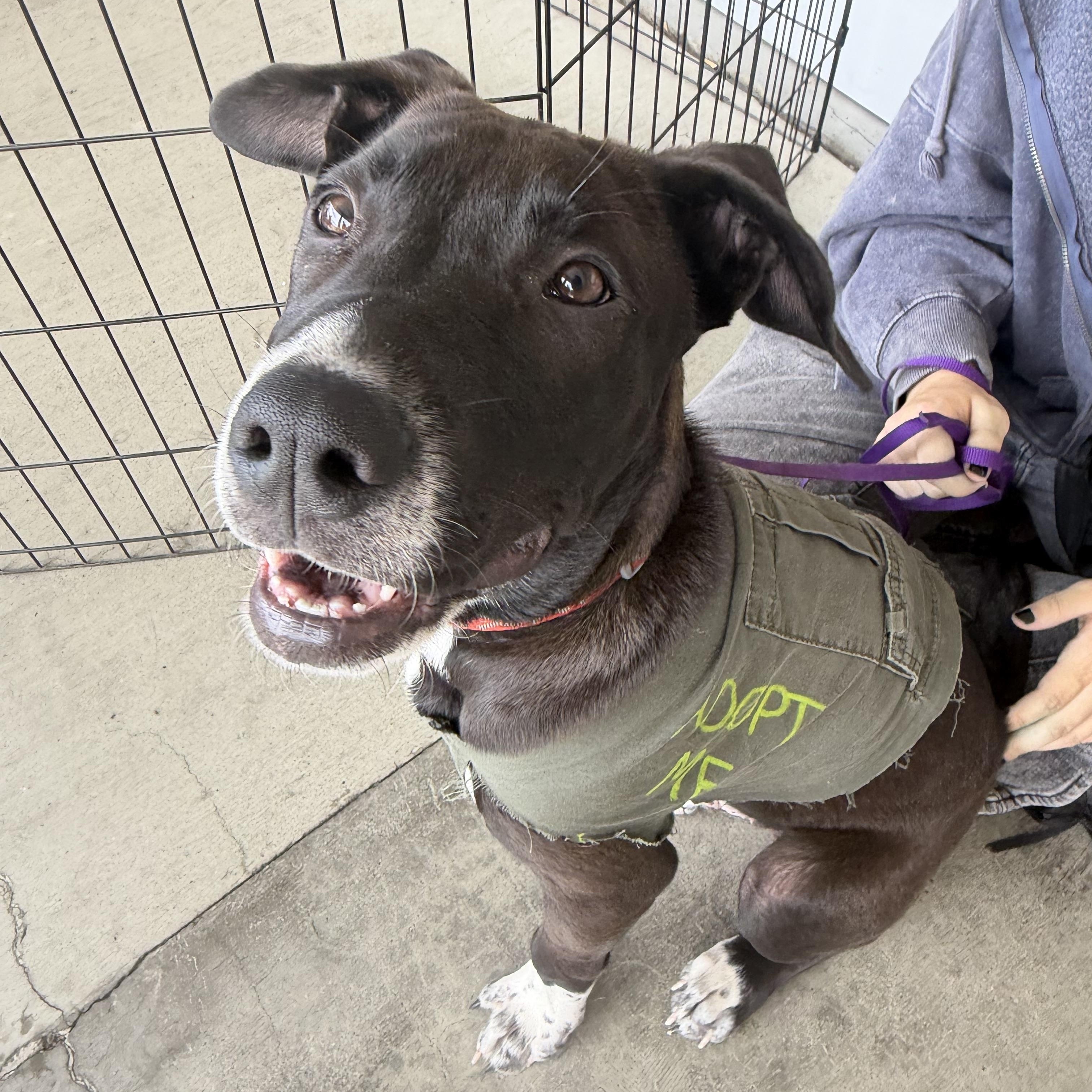Enlarge Shiloh, a Adoptable mixed breed in Petaluma, CA image 2/6