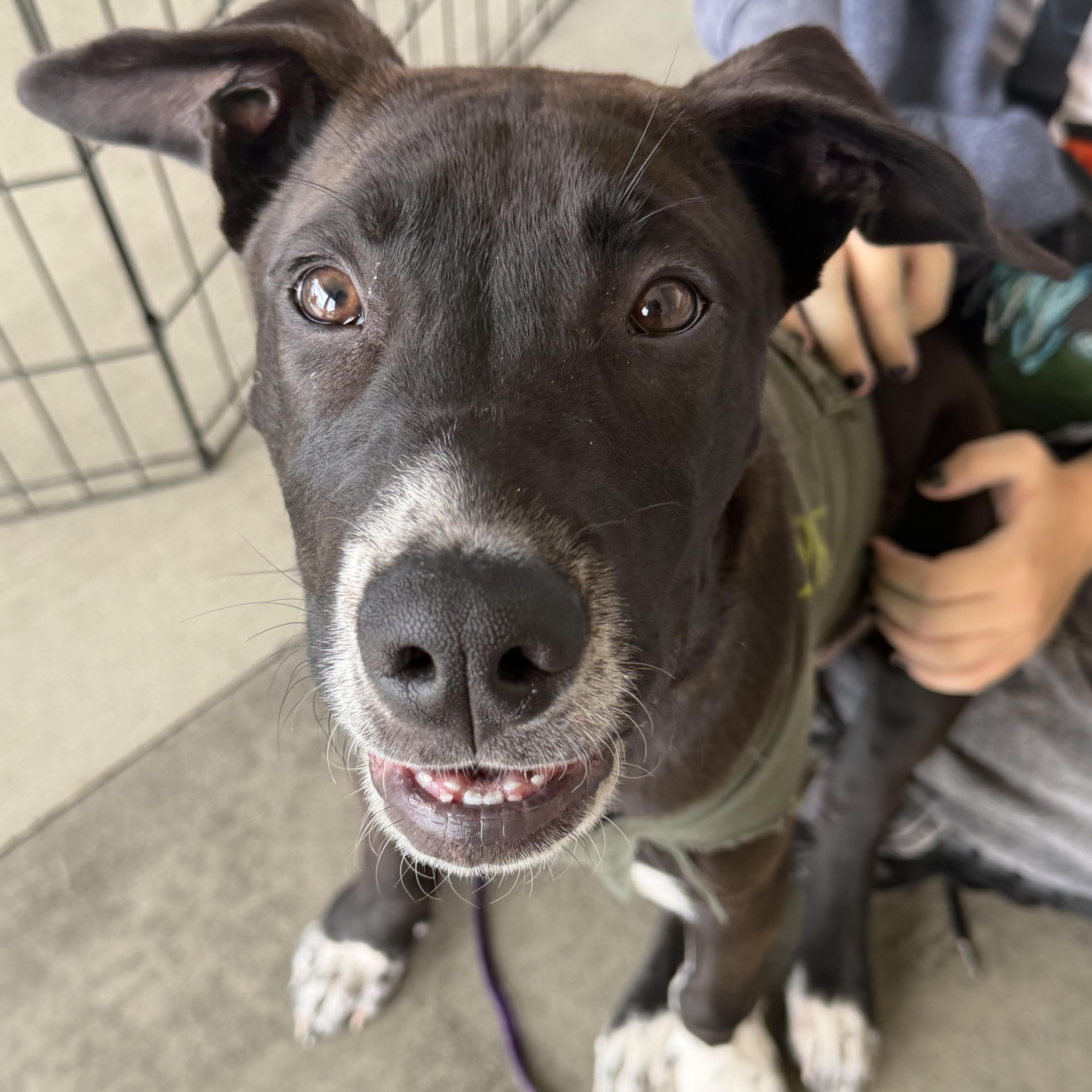 Enlarge Shiloh, a Adoptable mixed breed in Petaluma, CA image 1/6
