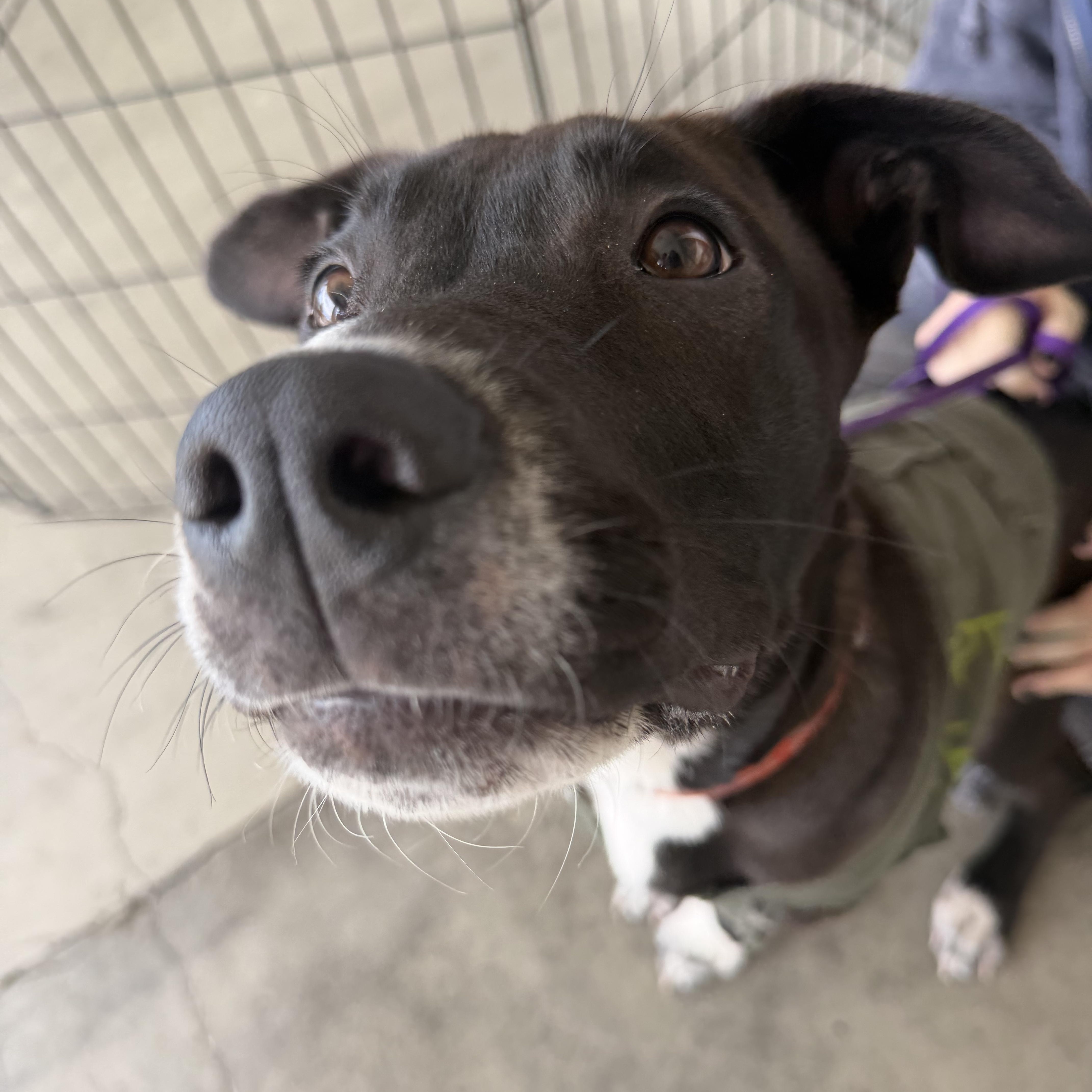 Enlarge Shiloh, a Adoptable mixed breed in Petaluma, CA image 3/6