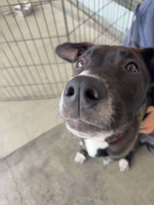 Enlarge Shiloh, a Adoptable mixed breed in Petaluma, CA video 6/6