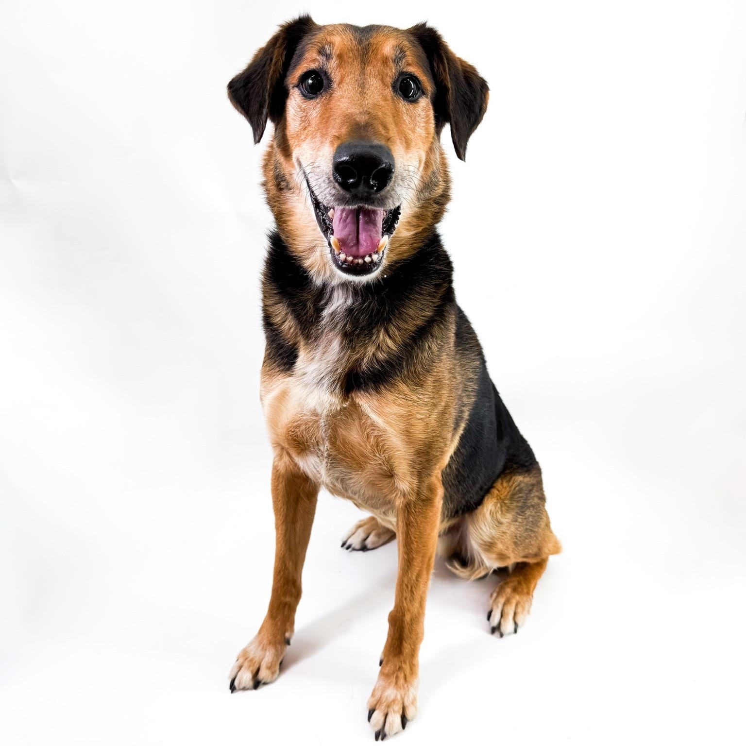 Enlarge Raleigh, a ADOPTABLE mixed breed in Scottsdale, AZ image 3/5
