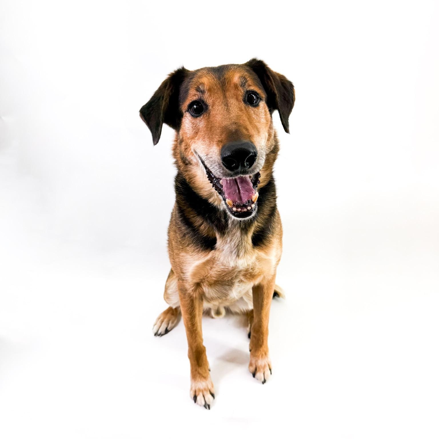Enlarge Raleigh, a ADOPTABLE mixed breed in Scottsdale, AZ image 1/5