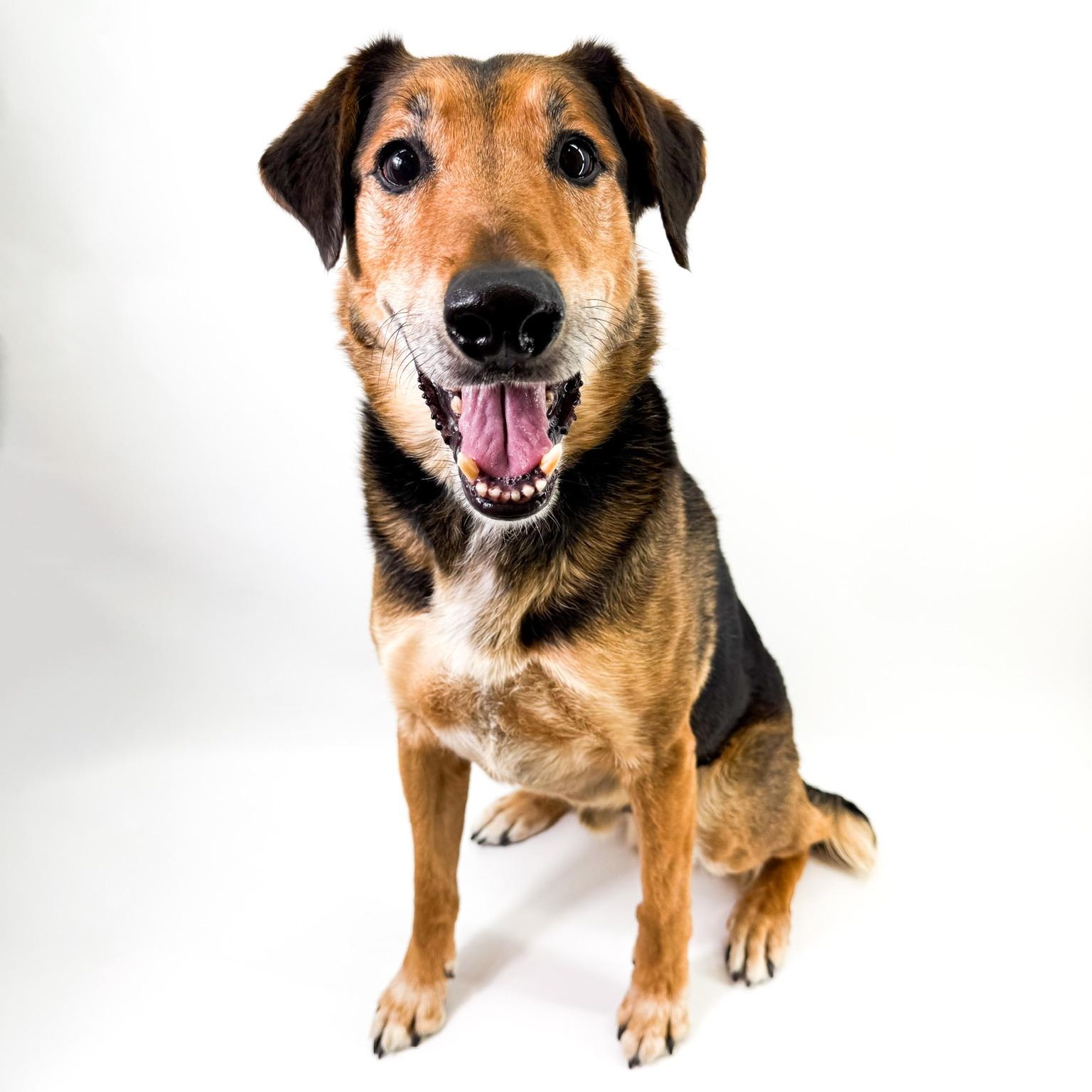 Enlarge Raleigh, a ADOPTABLE mixed breed in Scottsdale, AZ image 2/5