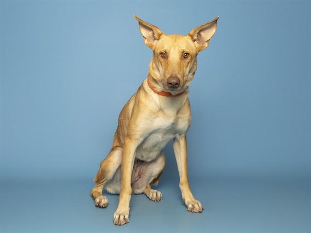Enlarge ROBIN, a Adoptable German Shepherd Dog in Phoenix, AZ image 1/1