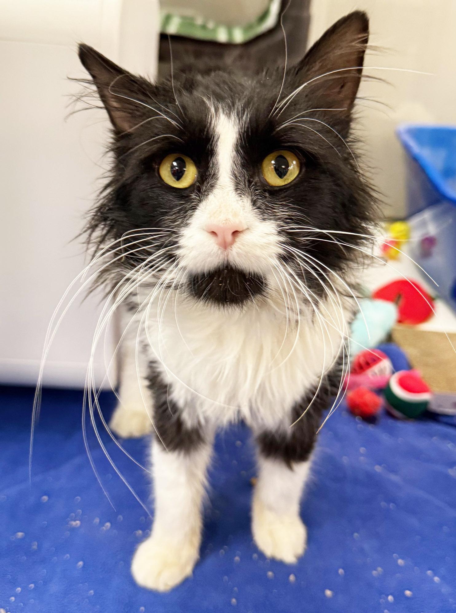 Rufus  Sooooo Affectionate thumbnail 3